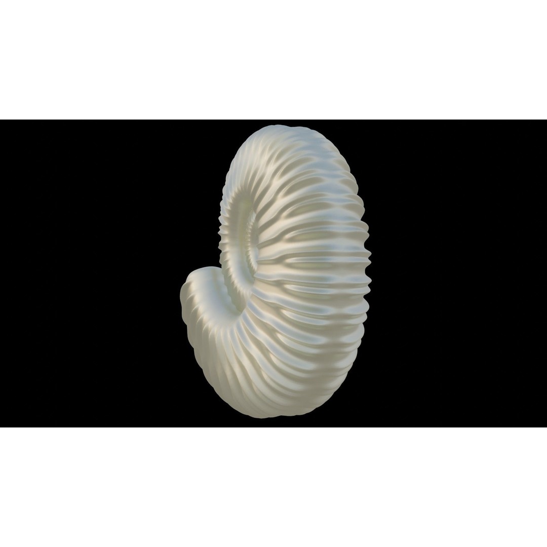 Ammonoid Shell 3D Model – Detailed Cephalopod Fossil, FBX, OBJ - View 31