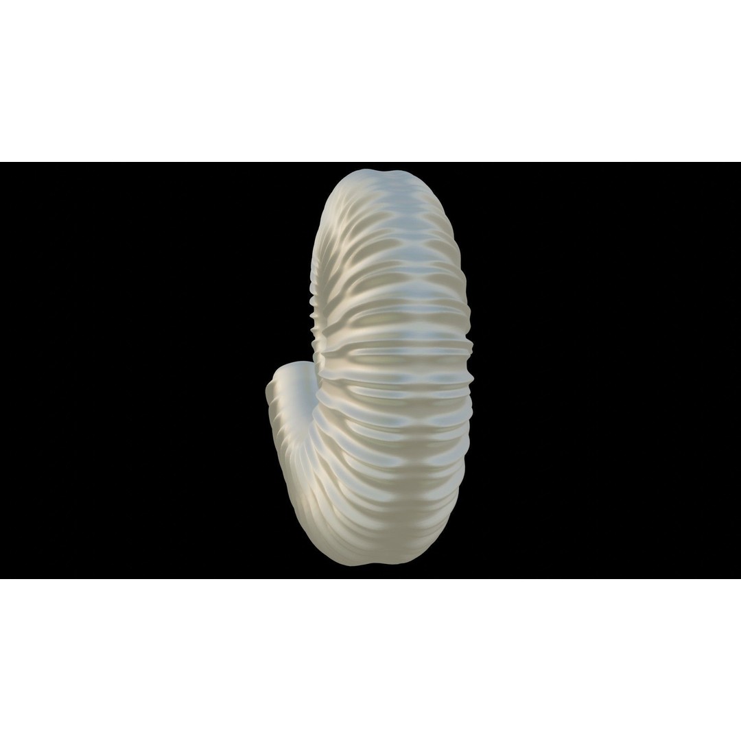 Ammonoid Shell 3D Model – Detailed Cephalopod Fossil, FBX, OBJ - View 32