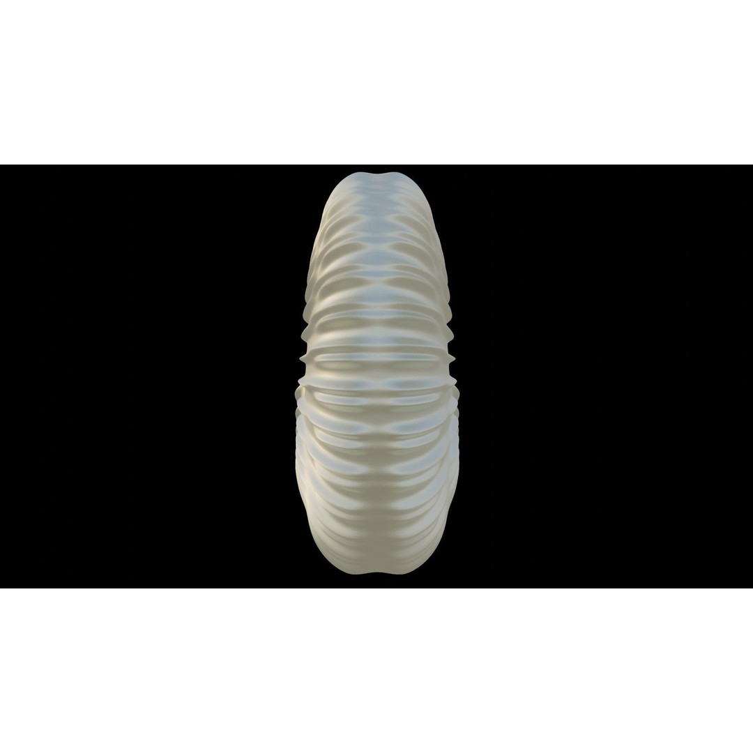 Ammonoid Shell 3D Model – Detailed Cephalopod Fossil, FBX, OBJ - View 33