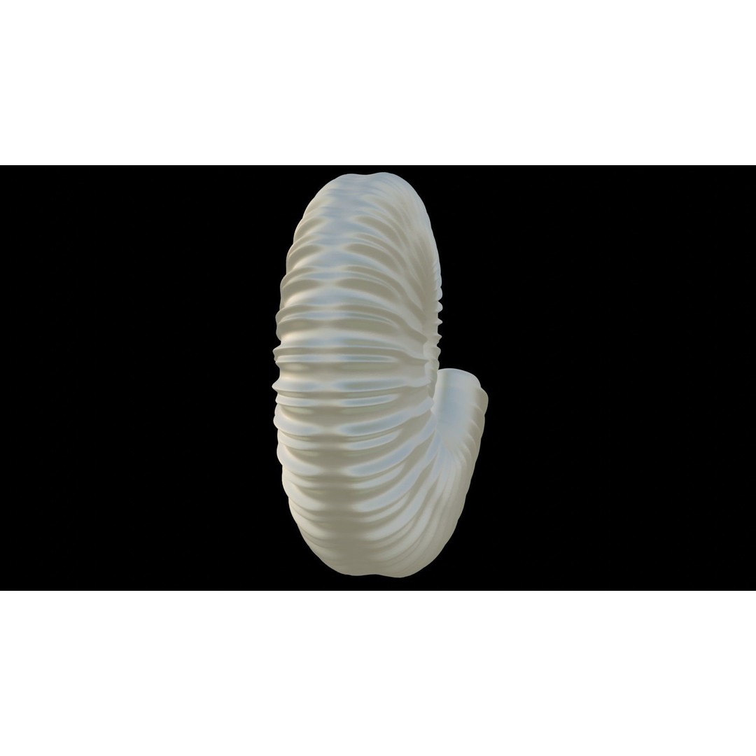 Ammonoid Shell 3D Model – Detailed Cephalopod Fossil, FBX, OBJ - View 34