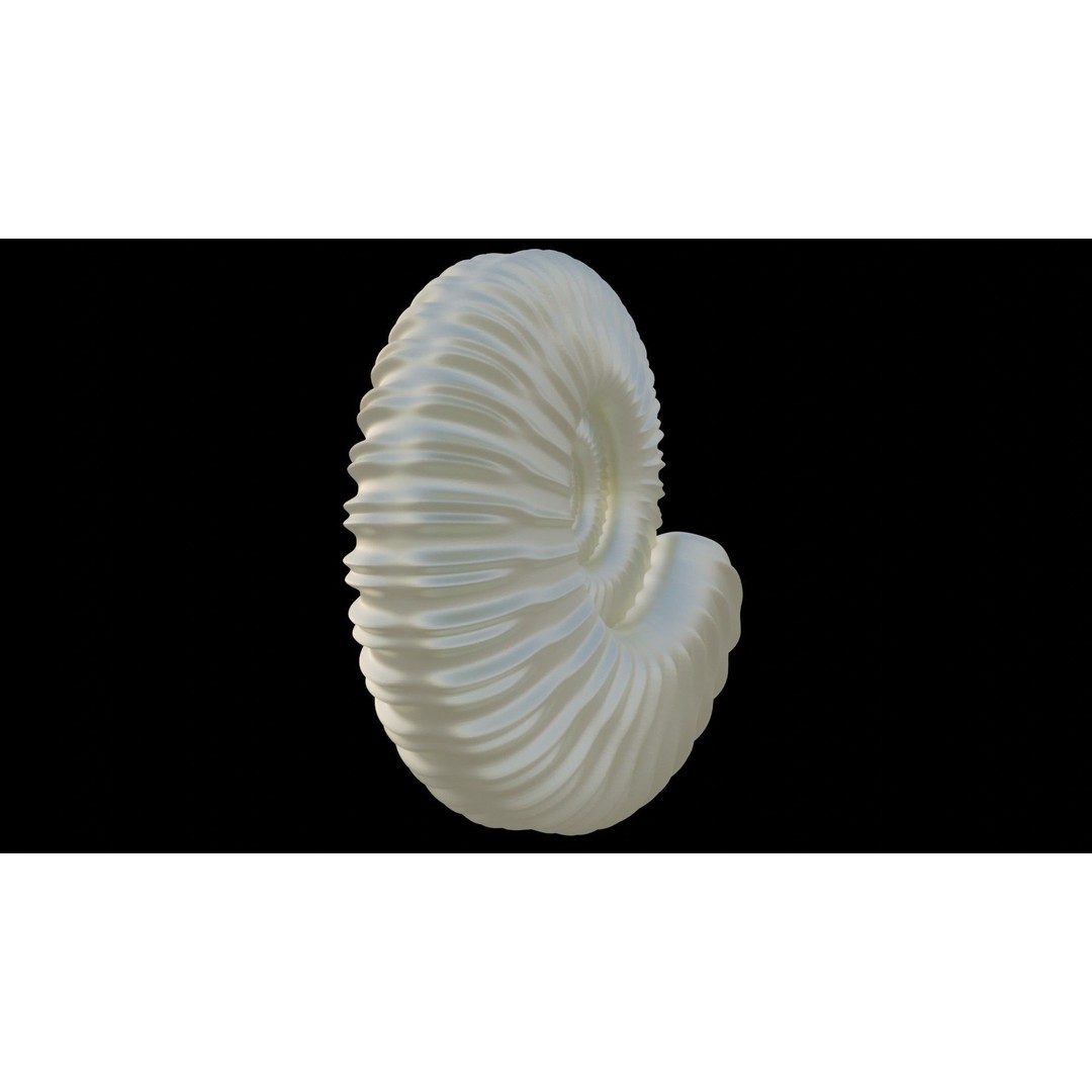 Ammonoid Shell 3D Model – Detailed Cephalopod Fossil, FBX, OBJ - View 35