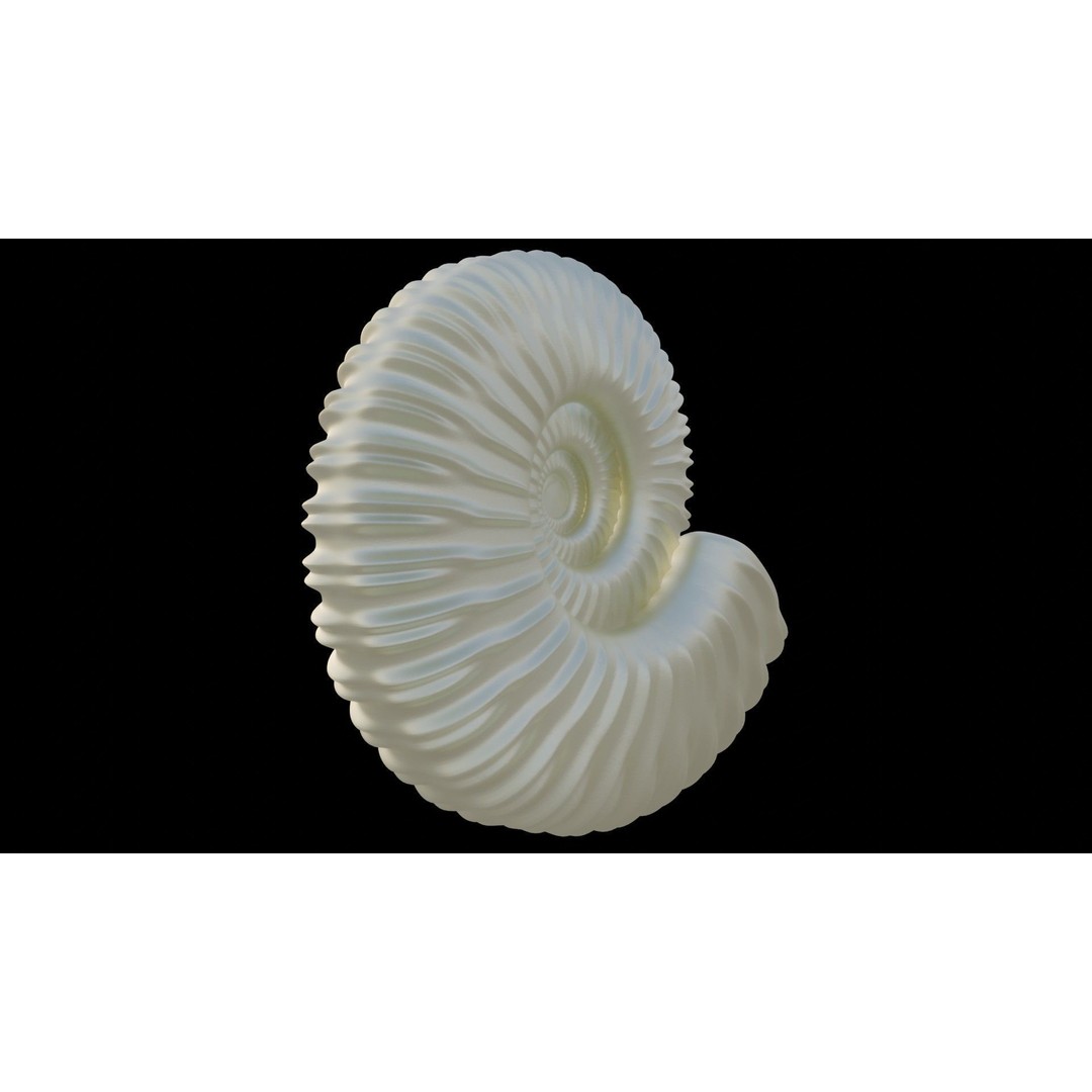 Ammonoid Shell 3D Model – Detailed Cephalopod Fossil, FBX, OBJ - View 36