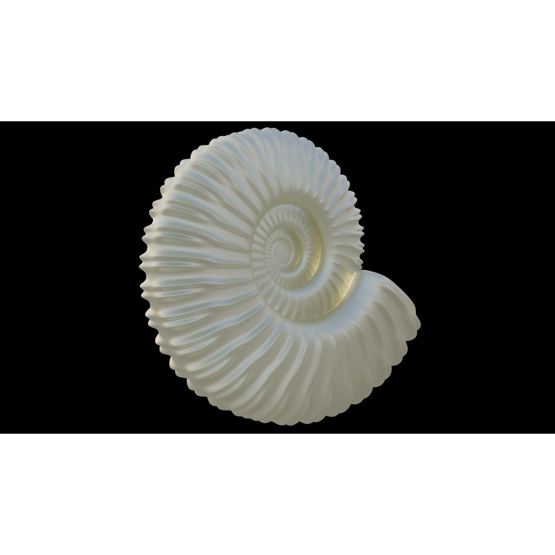 Ammonoid Shell 3D Model – Detailed Cephalopod Fossil, FBX, OBJ - View 37