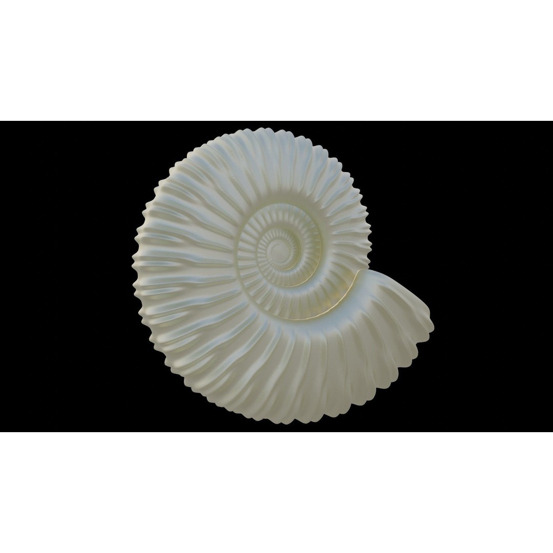 Ammonoid Shell 3D Model – Detailed Cephalopod Fossil, FBX, OBJ - View 38