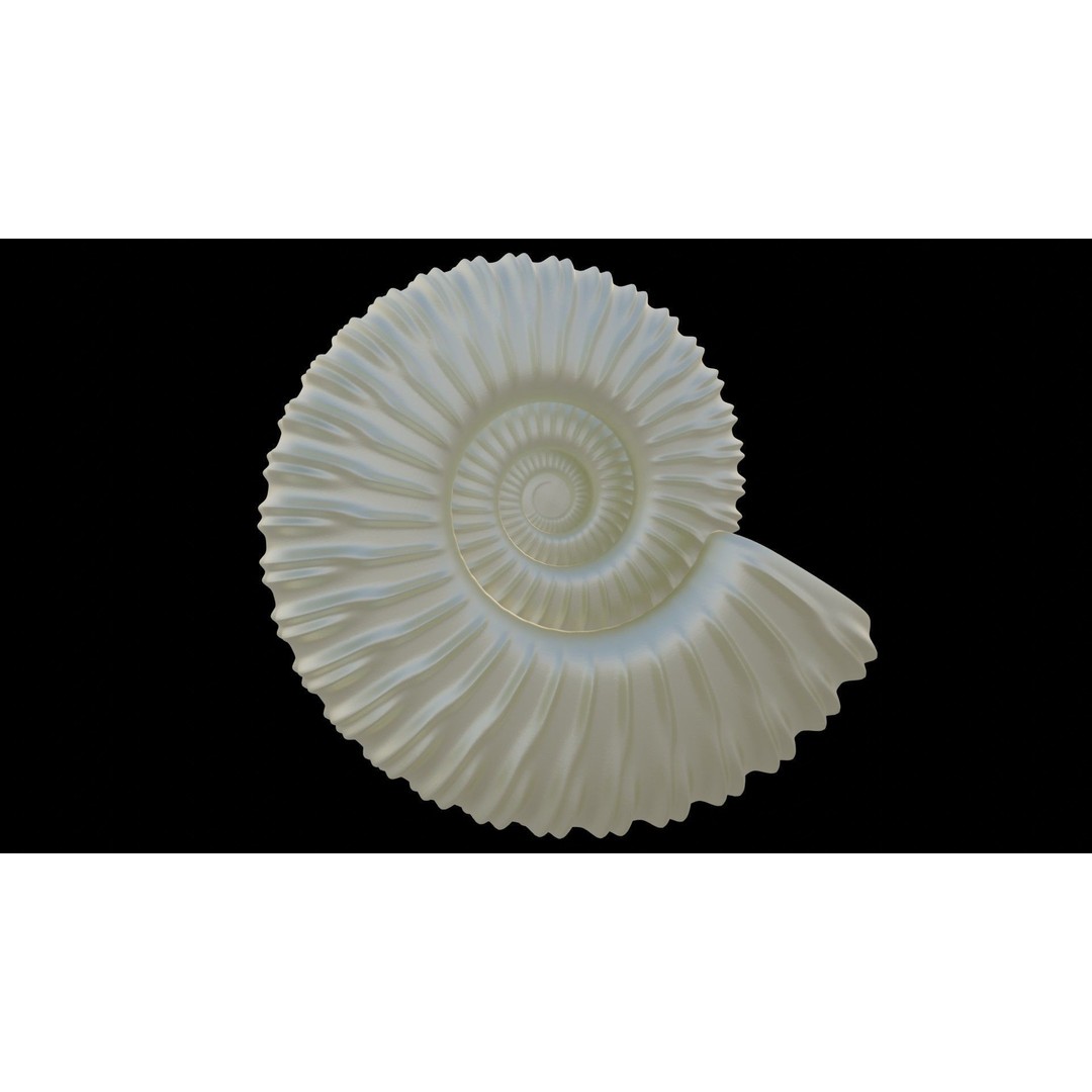 Ammonoid Shell 3D Model – Detailed Cephalopod Fossil, FBX, OBJ - View 39