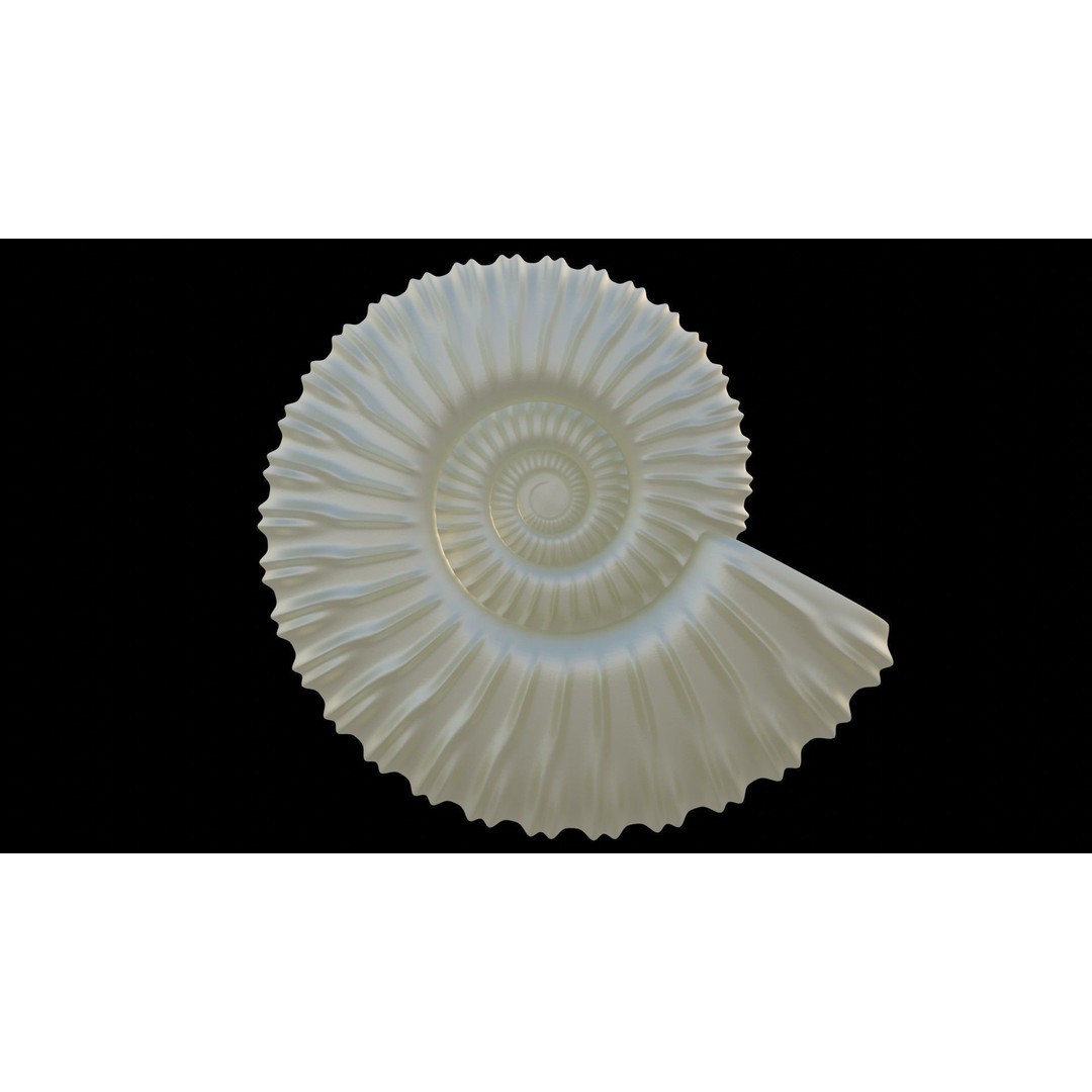 Ammonoid Shell 3D Model – Detailed Cephalopod Fossil, FBX, OBJ - View 41