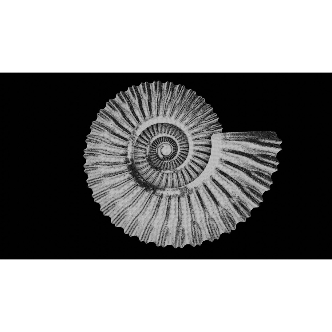 Ammonoid Shell 3D Model – Detailed Cephalopod Fossil, FBX, OBJ - View 43