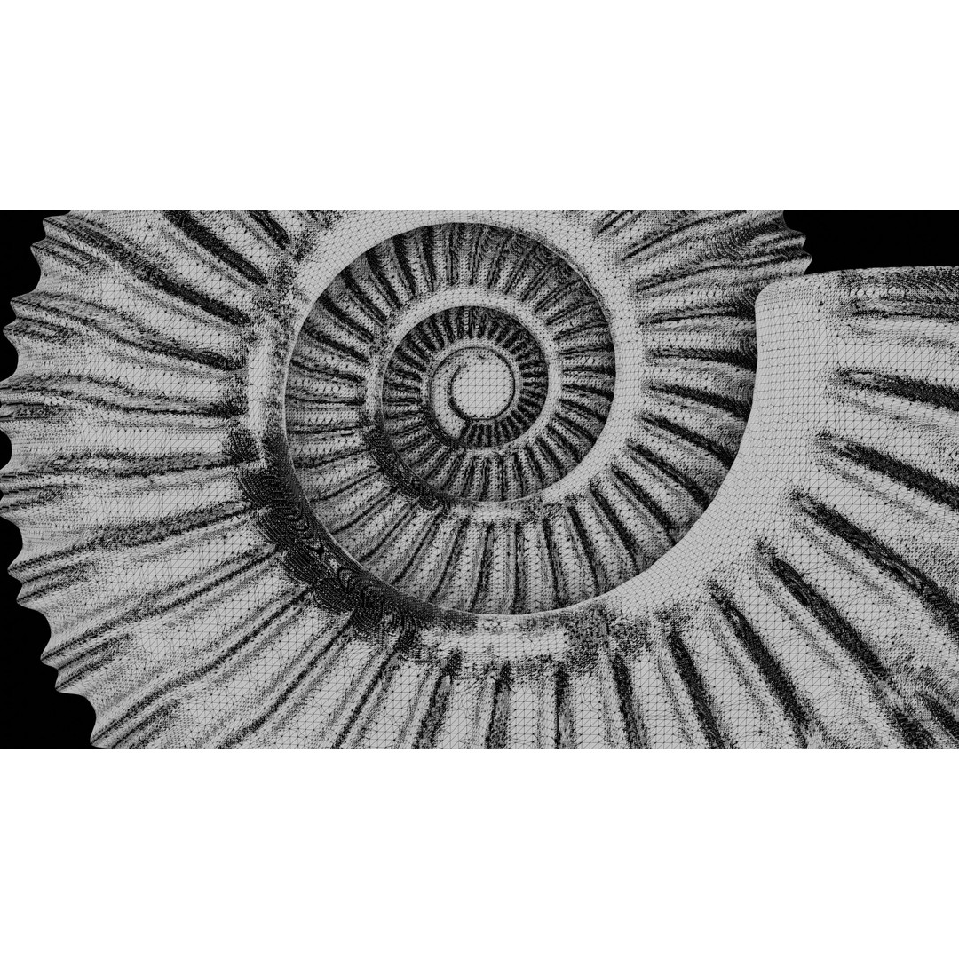 Ammonoid Shell 3D Model – Detailed Cephalopod Fossil, FBX, OBJ - View 44