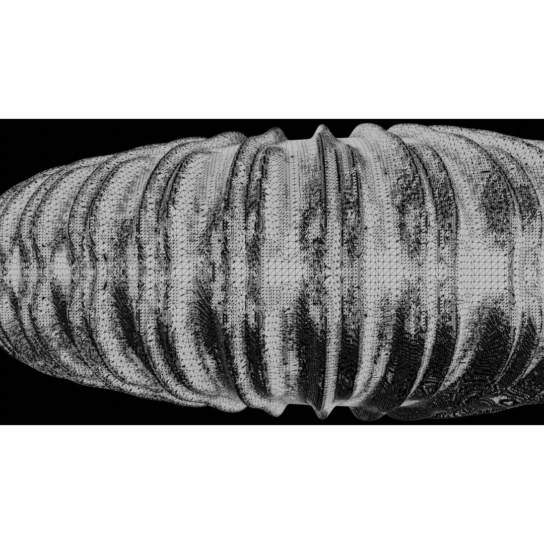 Ammonoid Shell 3D Model – Detailed Cephalopod Fossil, FBX, OBJ - View 45