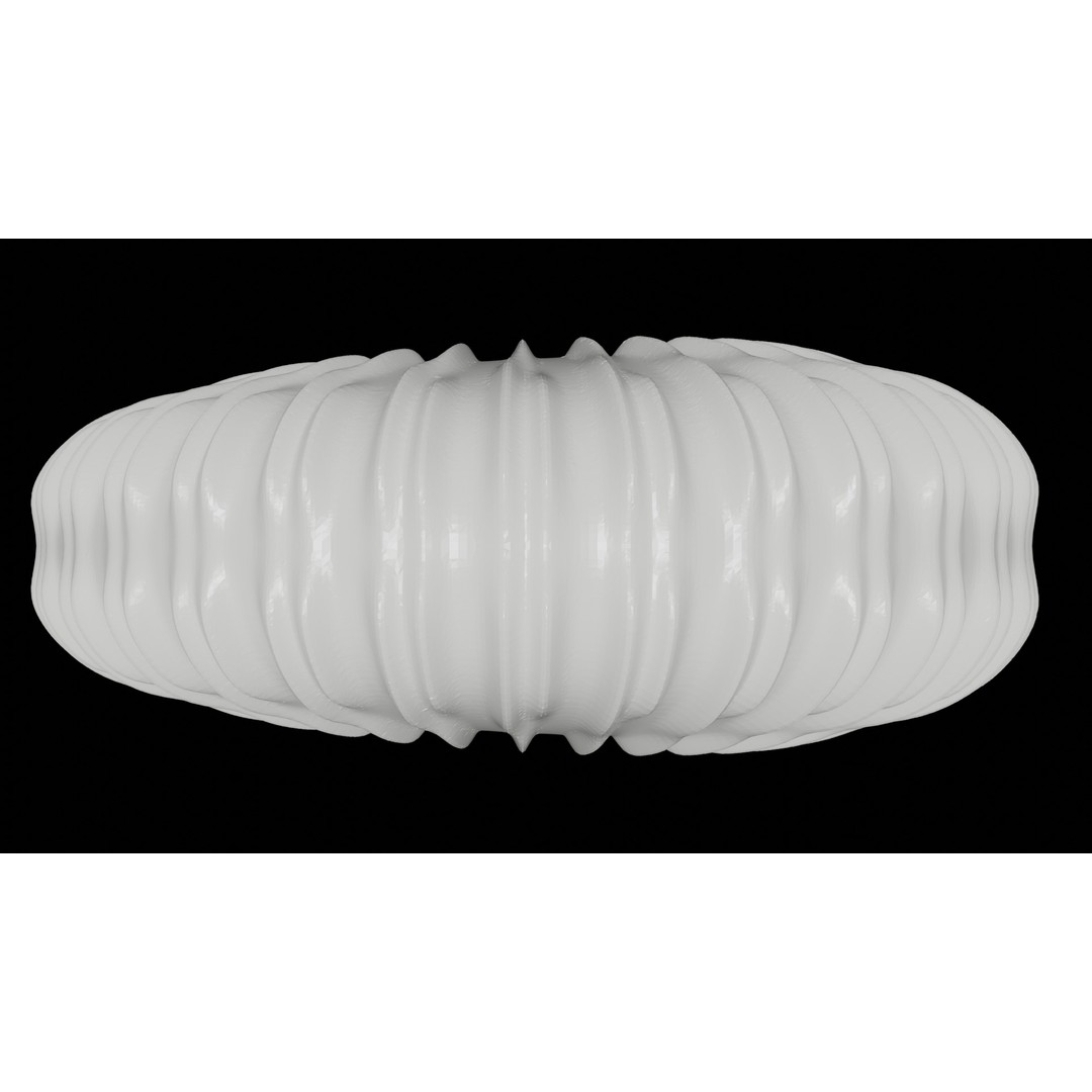 Ammonoid Shell 3D Model – Detailed Cephalopod Fossil, FBX, OBJ - View 5