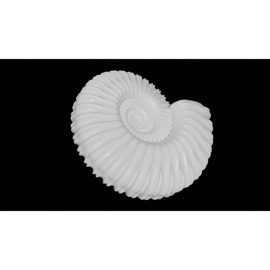 Ammonoid Shell 3D Model – Detailed Cephalopod Fossil, FBX, OBJ - View 6