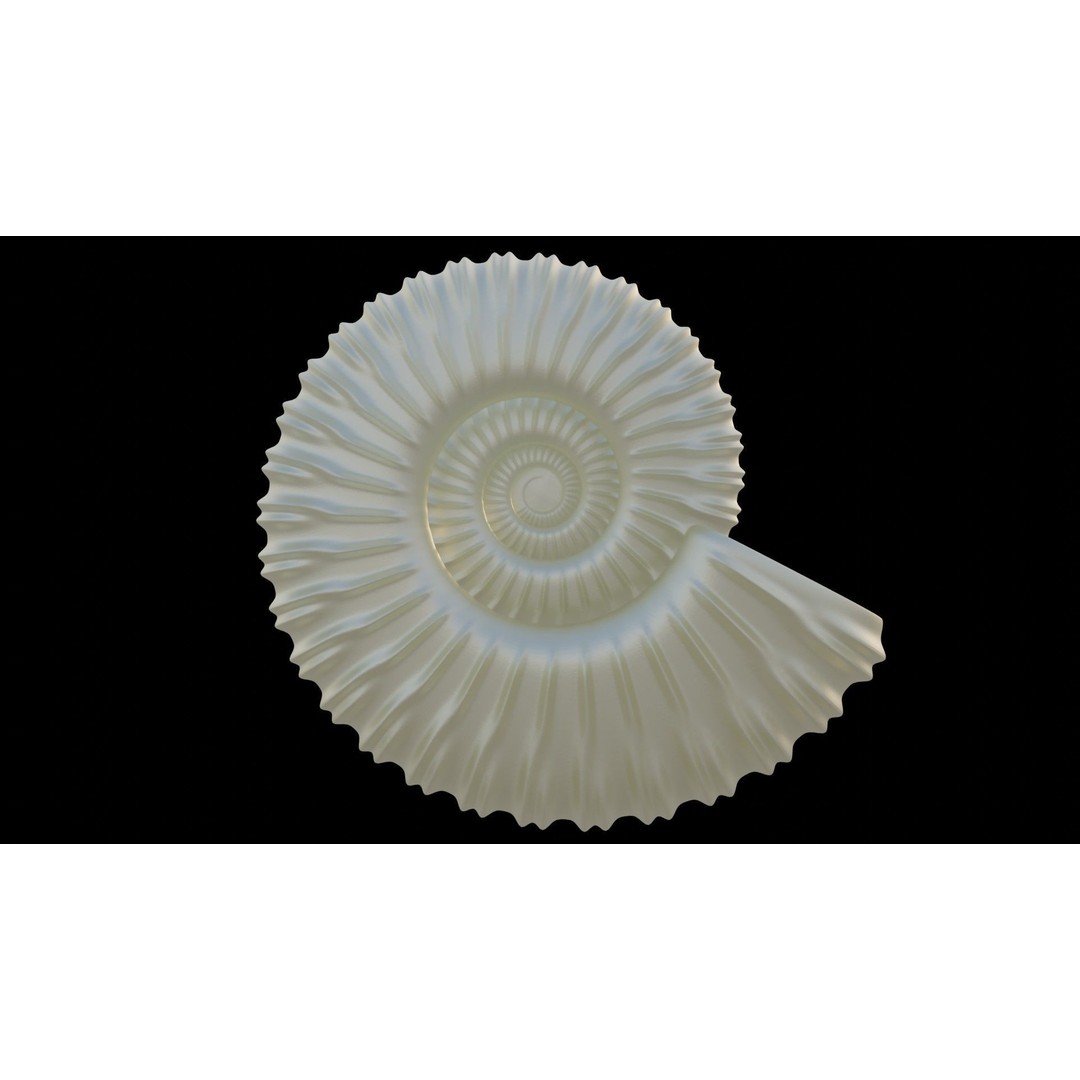 Ammonoid Shell 3D Model – Detailed Cephalopod Fossil, FBX, OBJ - View 8