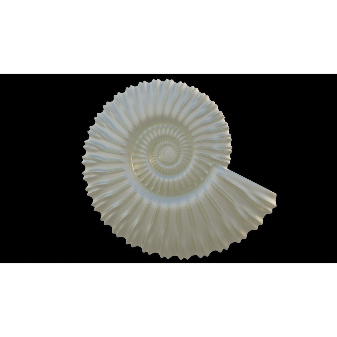 Ammonoid Shell 3D Model – Detailed Cephalopod Fossil, FBX, OBJ - View 9