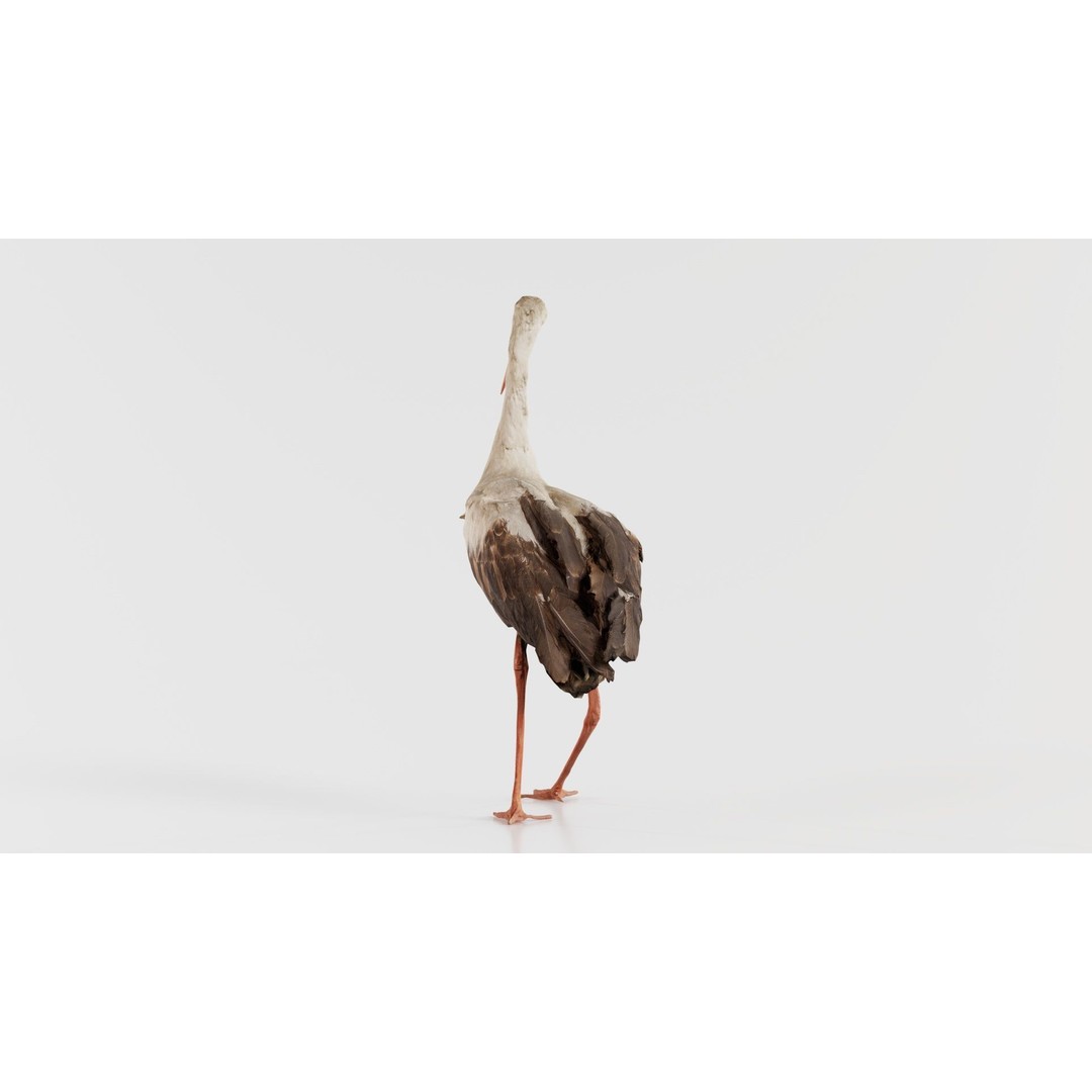 White Stork 3D Model – Low Poly Game Asset, FBX, PBR Textures - View 10