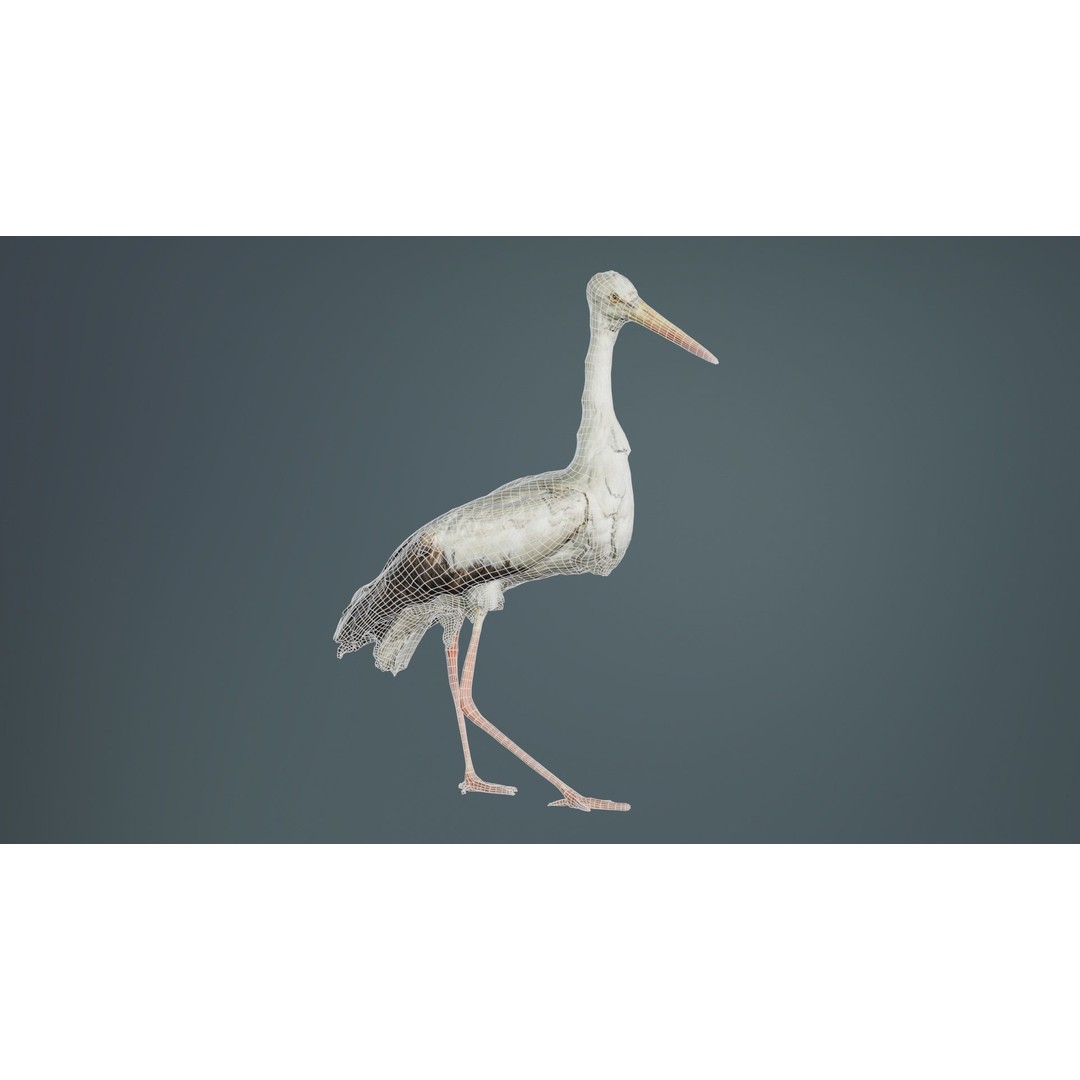 White Stork 3D Model – Low Poly Game Asset, FBX, PBR Textures - View 11