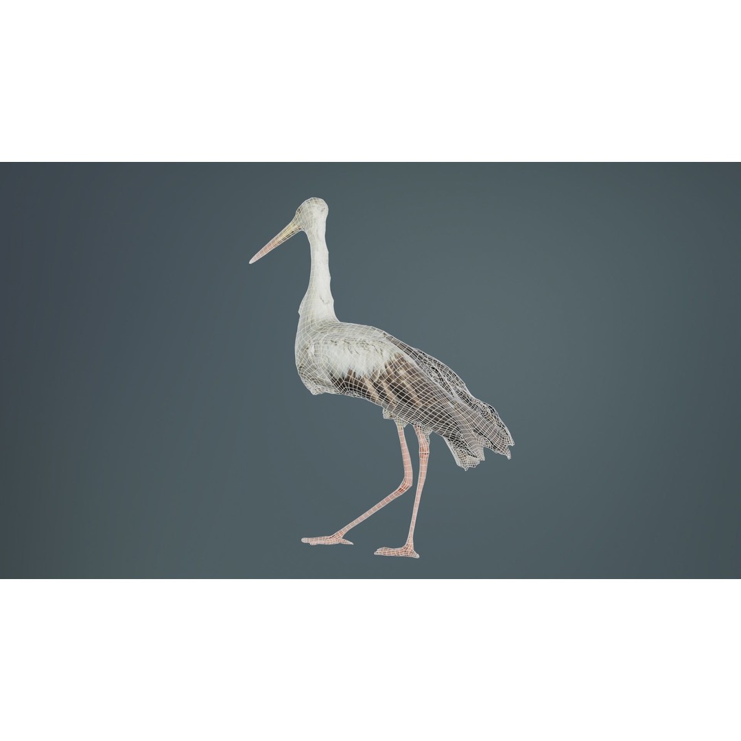 White Stork 3D Model – Low Poly Game Asset, FBX, PBR Textures - View 12