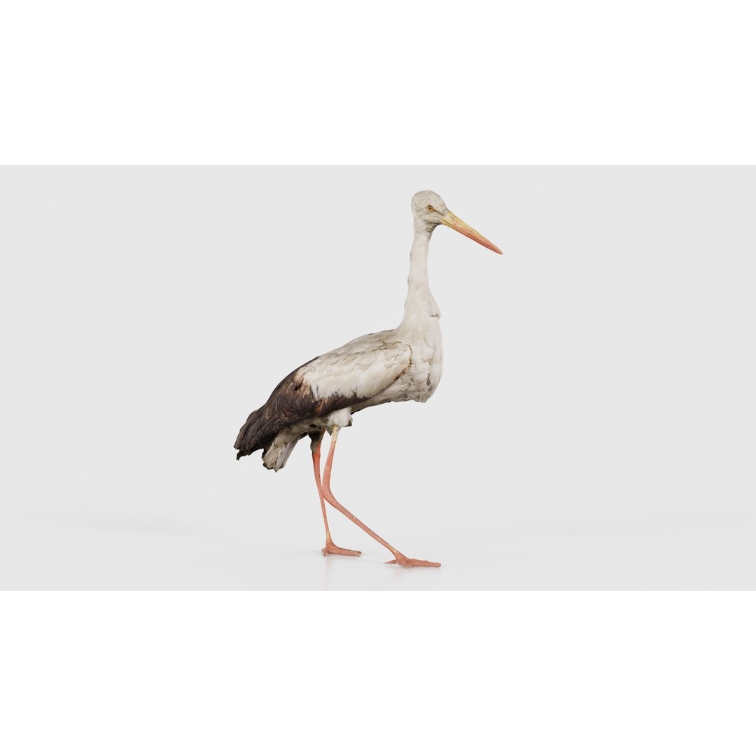 White Stork 3D Model – Low Poly Game Asset, FBX, PBR Textures - View 17