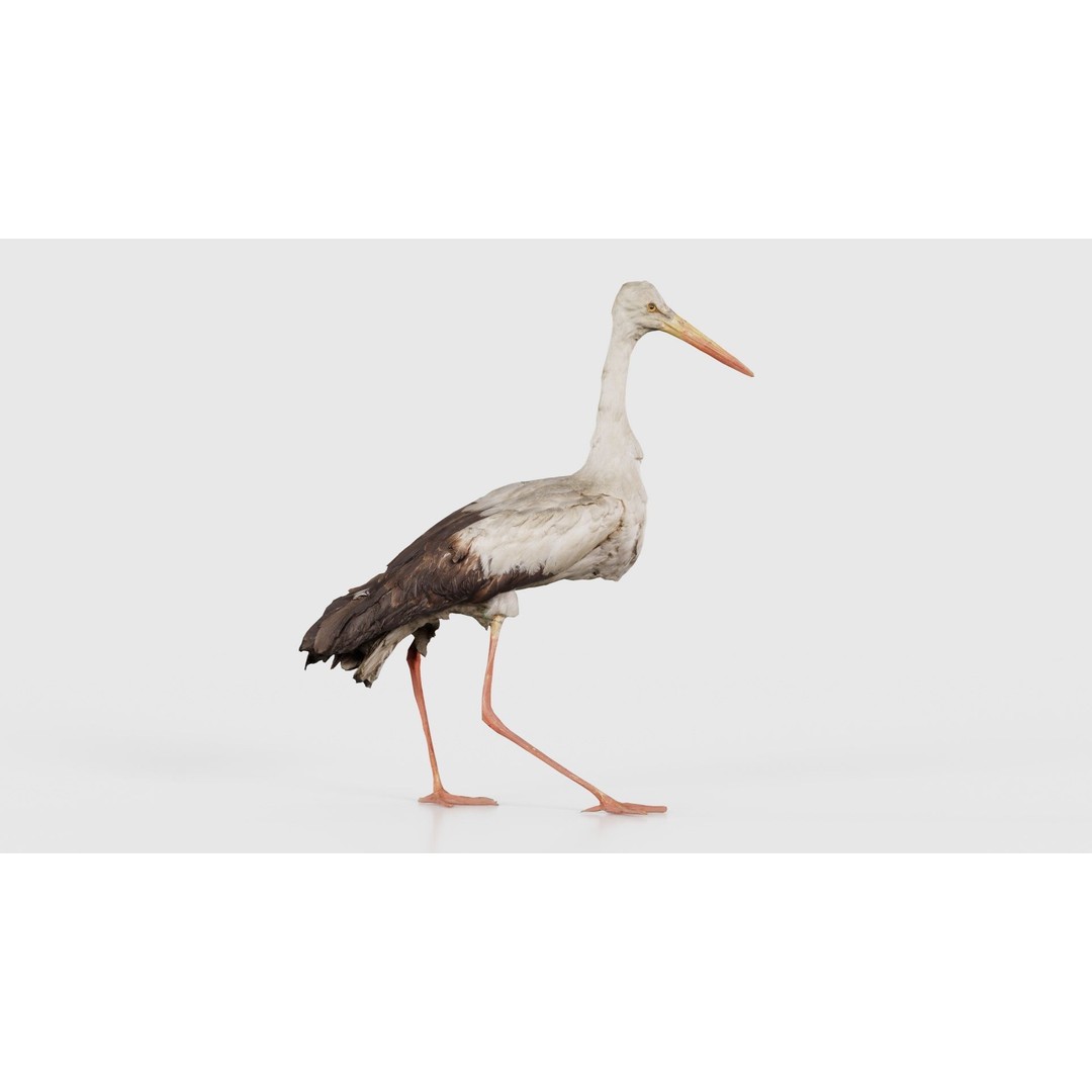 White Stork 3D Model – Low Poly Game Asset, FBX, PBR Textures - View 18