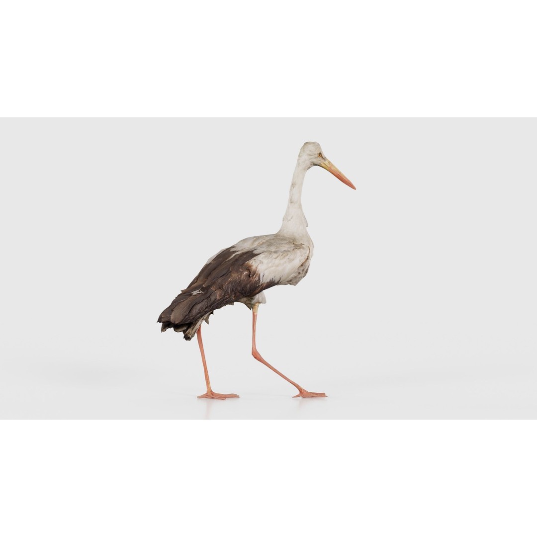 White Stork 3D Model – Low Poly Game Asset, FBX, PBR Textures - View 19