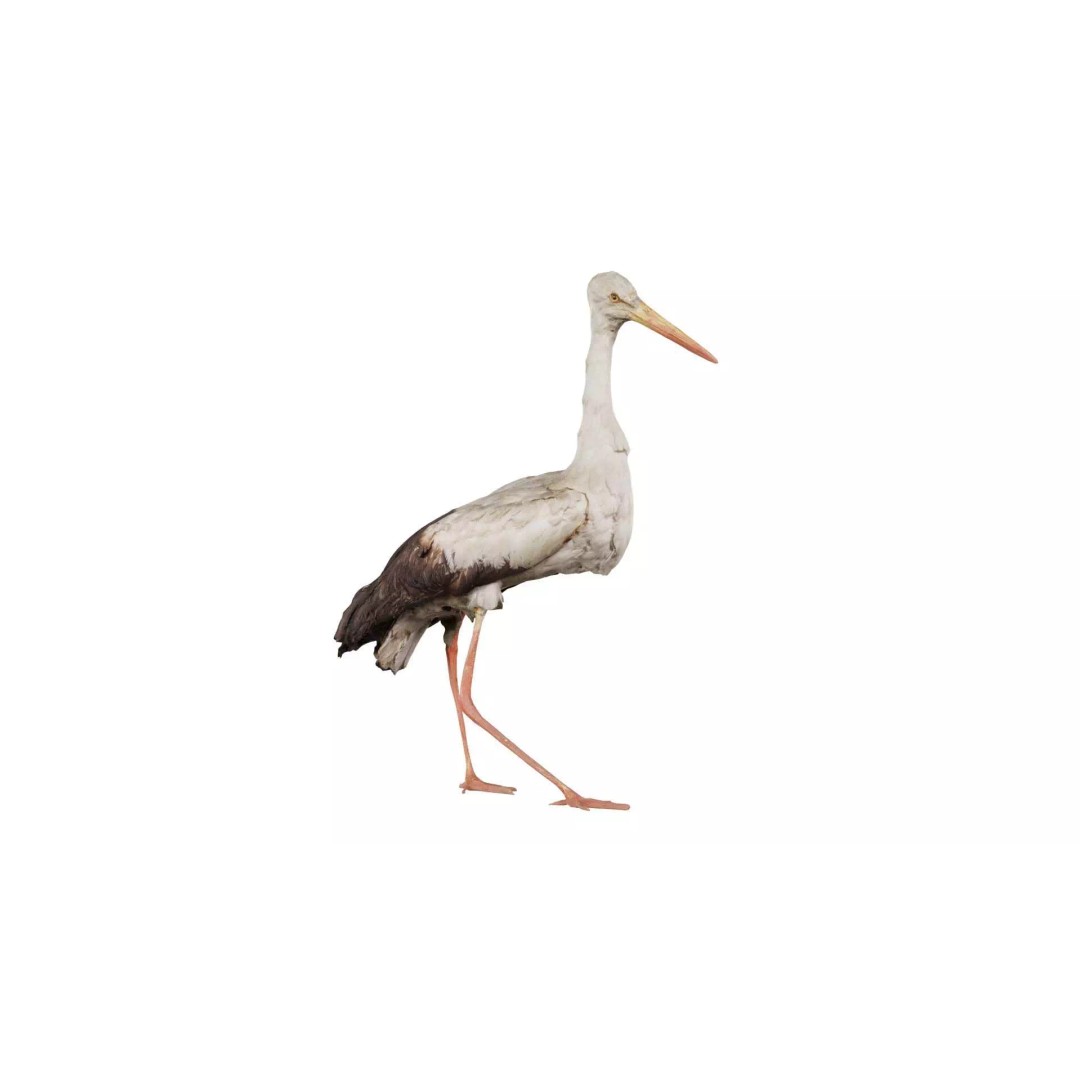 White Stork 3D Model – Low Poly Game Asset, FBX, PBR Textures - View 2