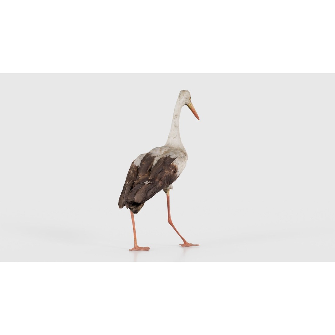 White Stork 3D Model – Low Poly Game Asset, FBX, PBR Textures - View 20