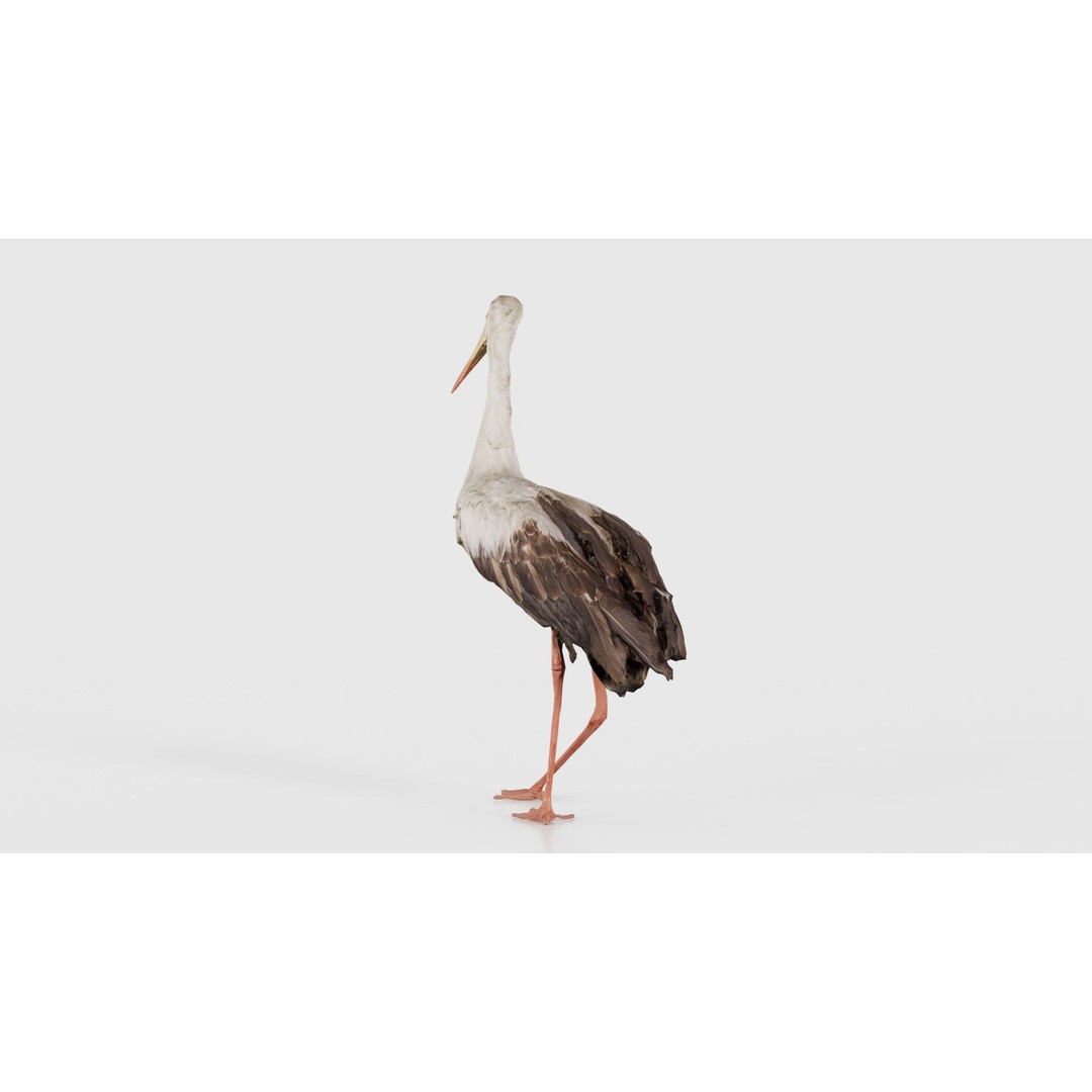 White Stork 3D Model – Low Poly Game Asset, FBX, PBR Textures - View 22