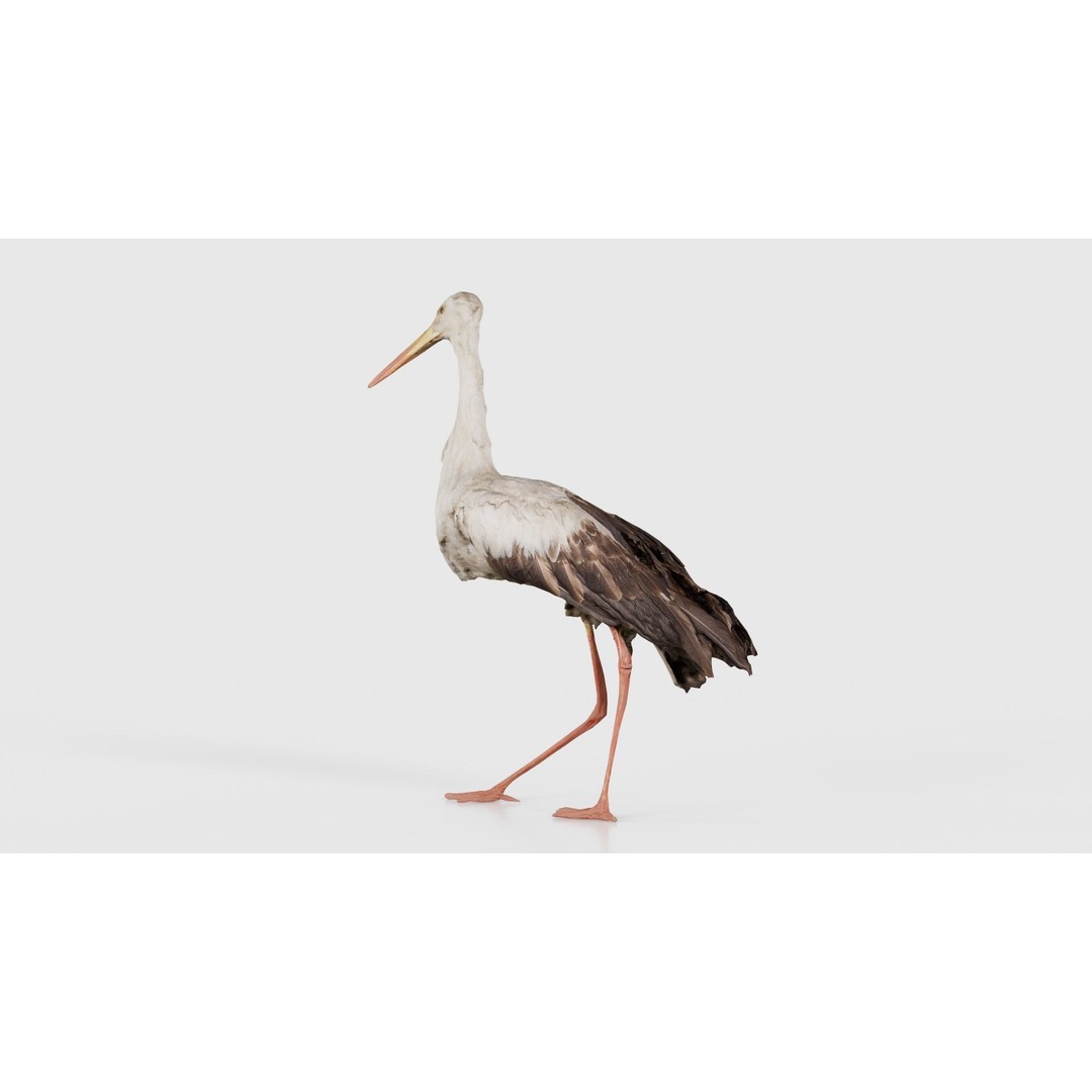 White Stork 3D Model – Low Poly Game Asset, FBX, PBR Textures - View 23