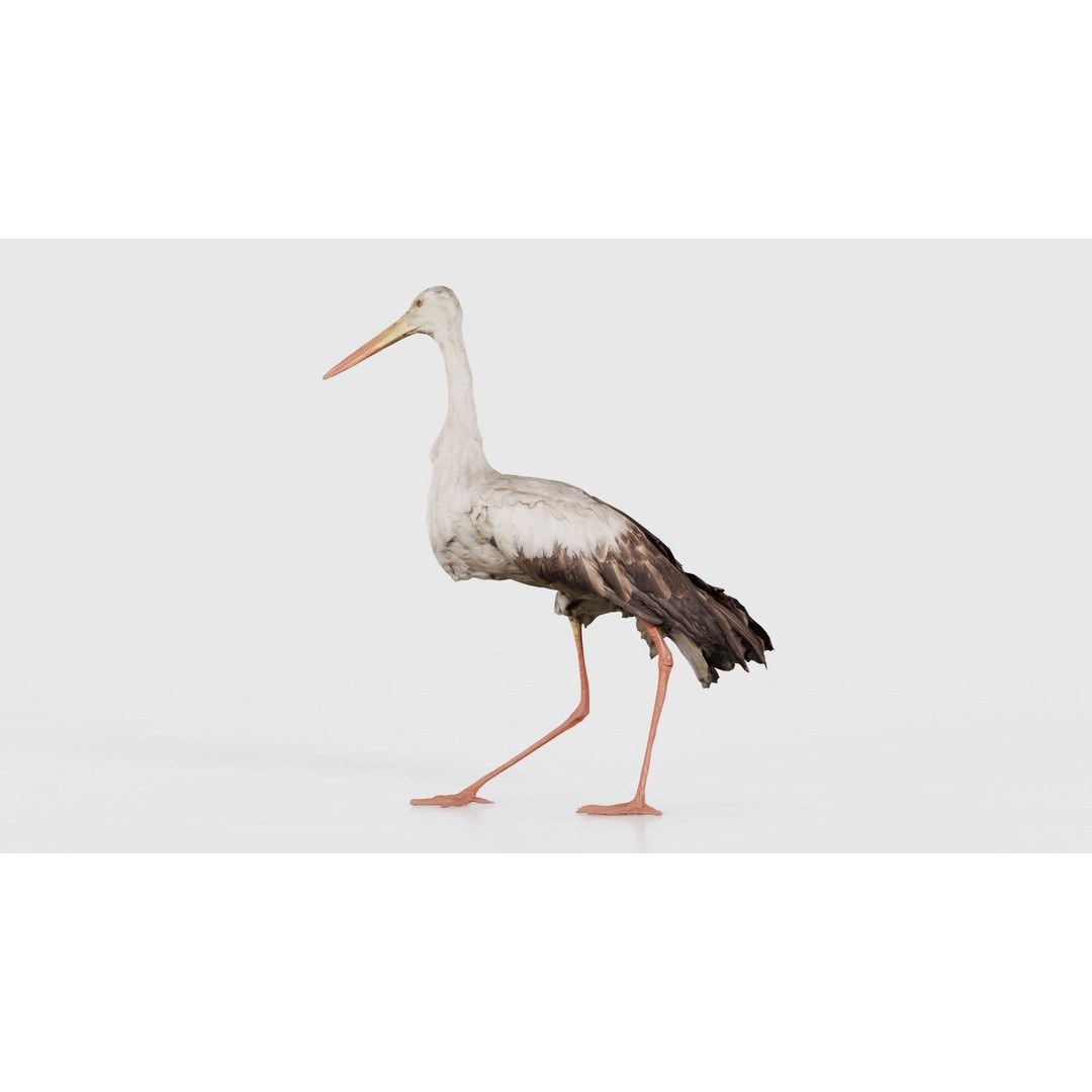 White Stork 3D Model – Low Poly Game Asset, FBX, PBR Textures - View 24