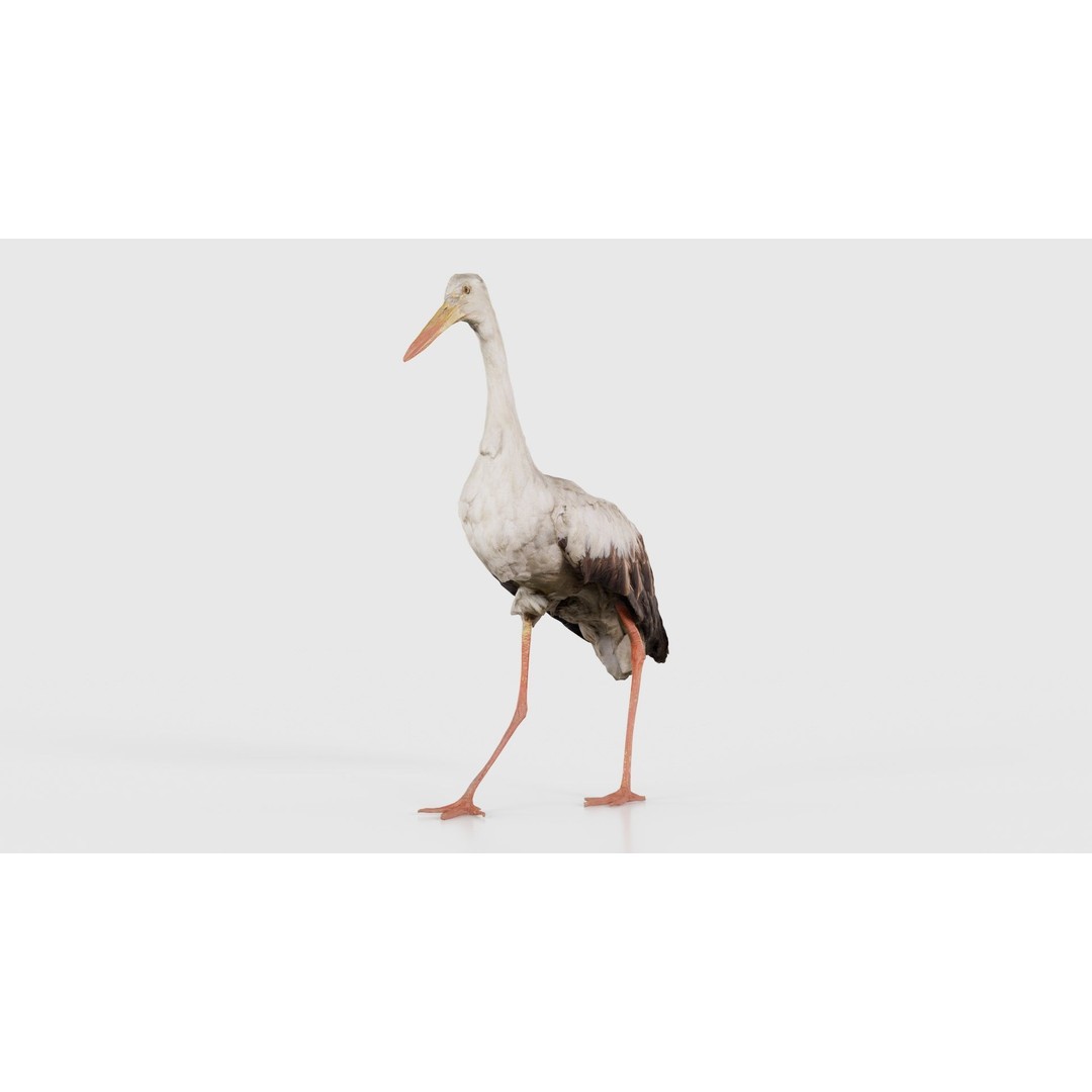 White Stork 3D Model – Low Poly Game Asset, FBX, PBR Textures - View 26