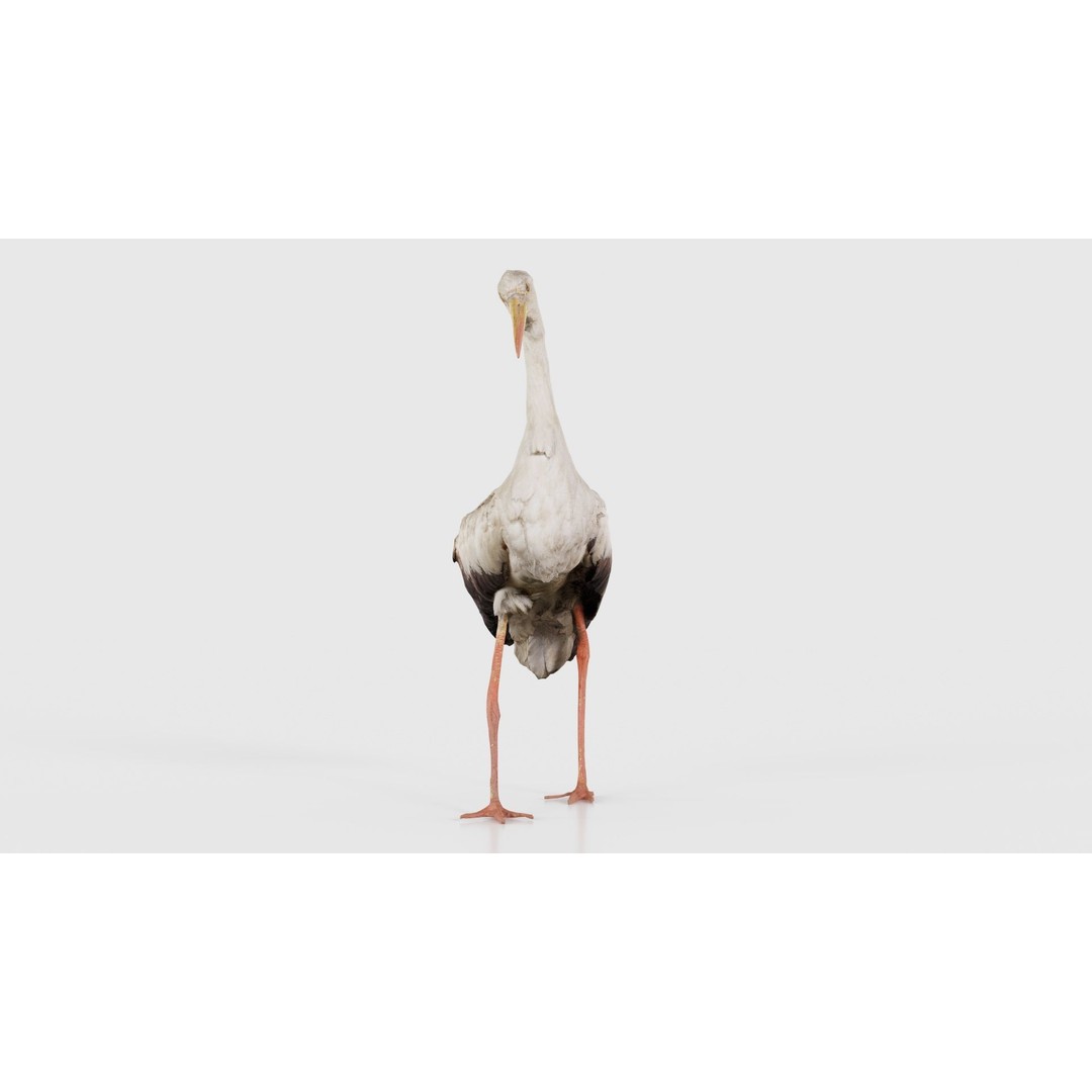 White Stork 3D Model – Low Poly Game Asset, FBX, PBR Textures - View 27