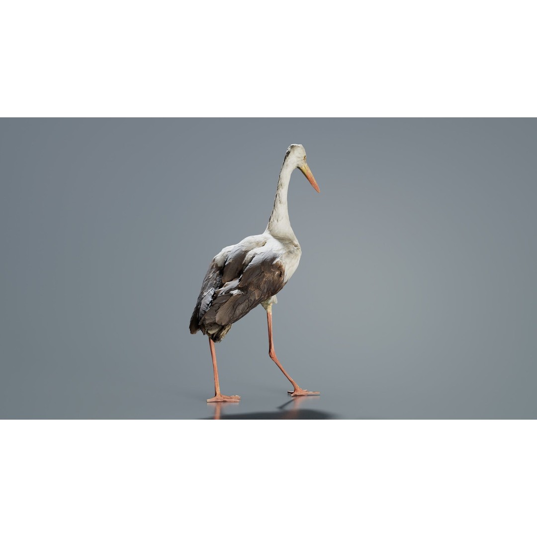 White Stork 3D Model – Low Poly Game Asset, FBX, PBR Textures - View 3