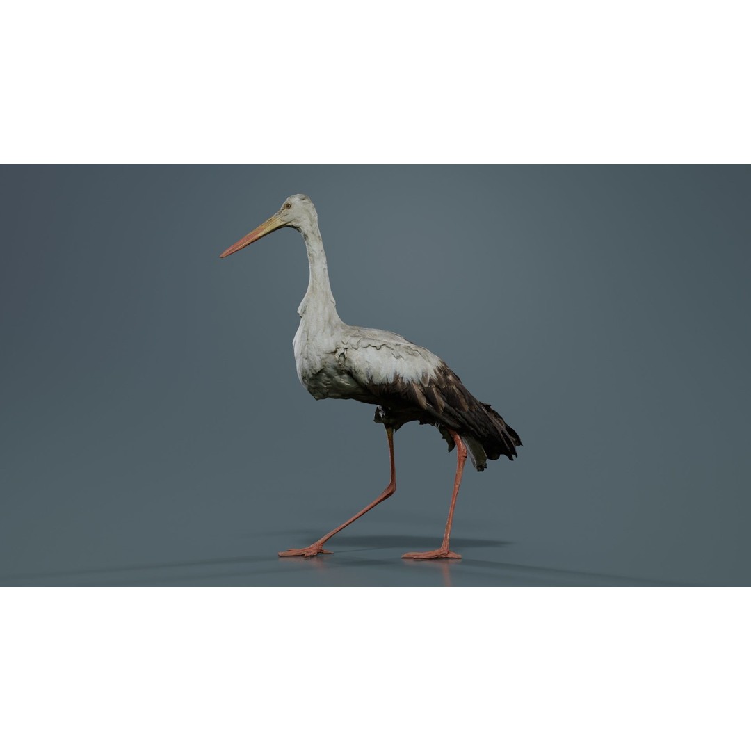 White Stork 3D Model – Low Poly Game Asset, FBX, PBR Textures - View 4