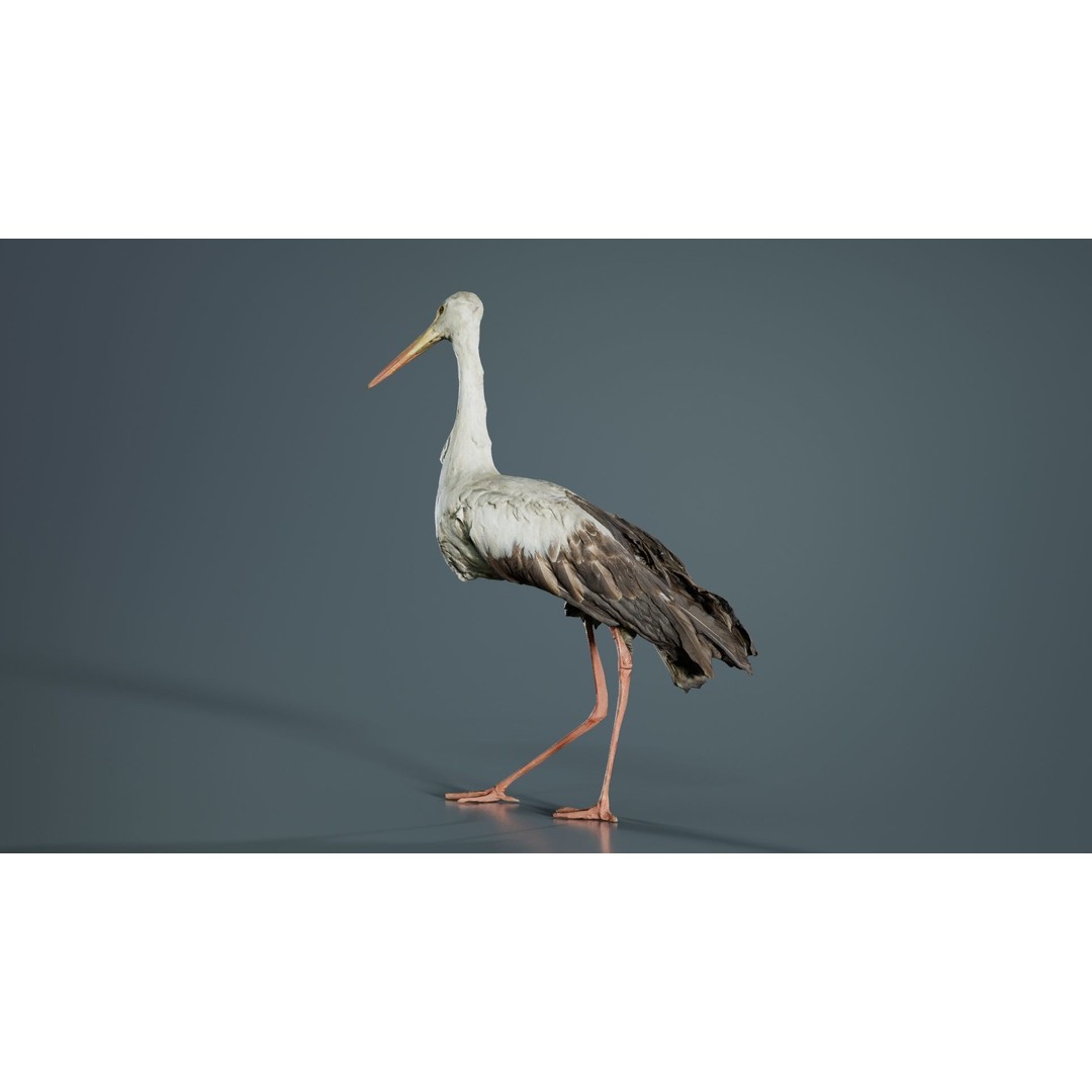 White Stork 3D Model – Low Poly Game Asset, FBX, PBR Textures - View 5