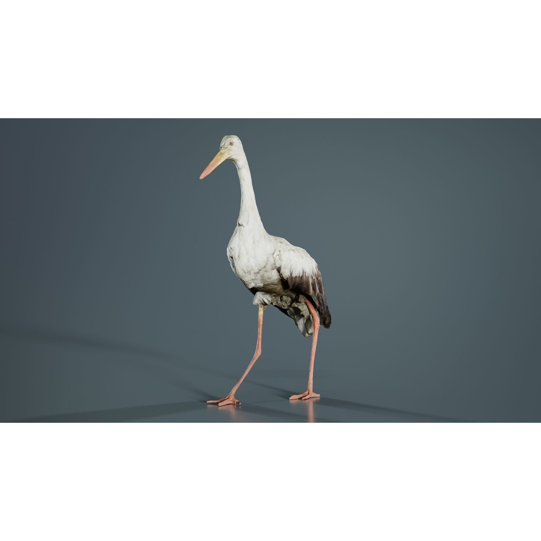 White Stork 3D Model – Low Poly Game Asset, FBX, PBR Textures - View 6