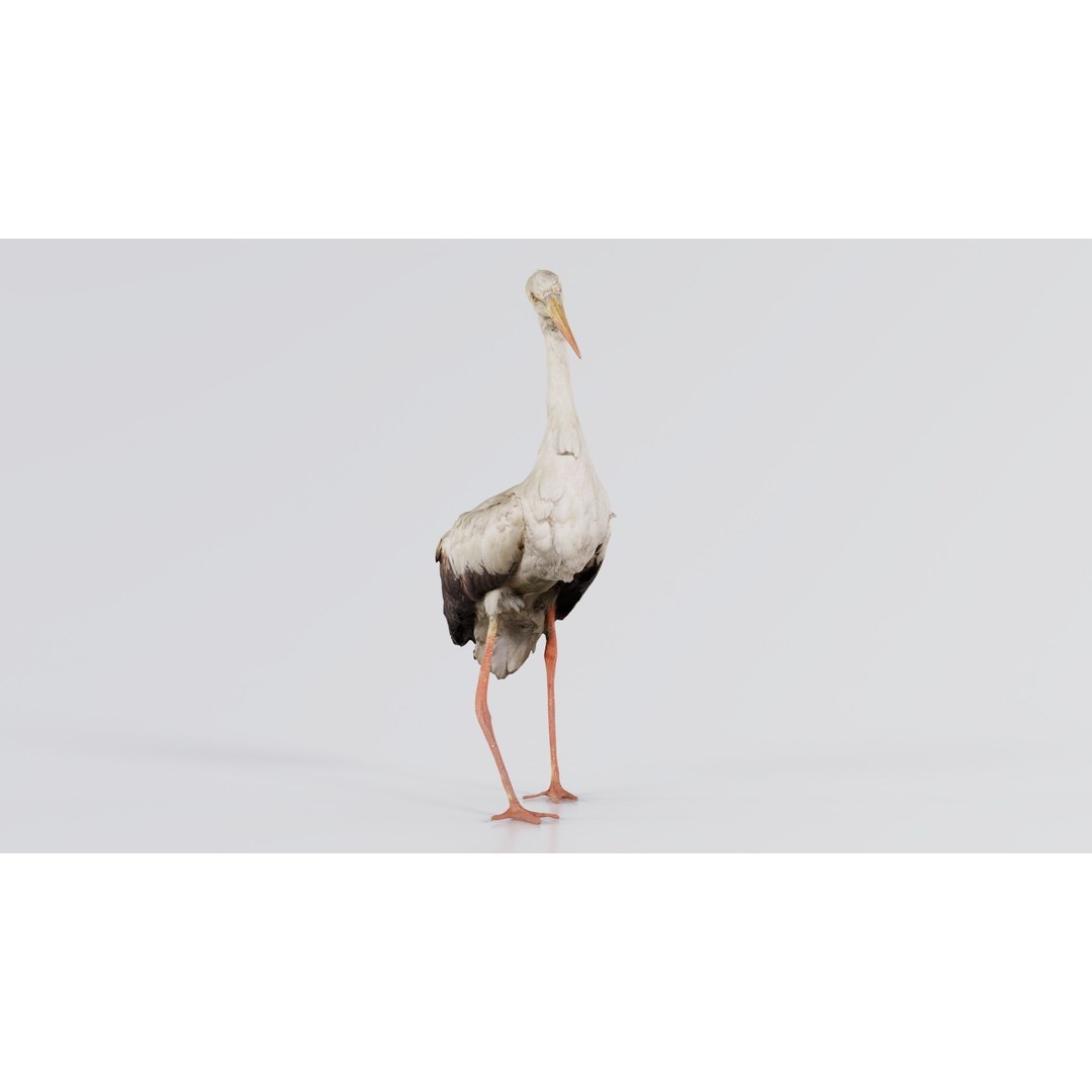 White Stork 3D Model – Low Poly Game Asset, FBX, PBR Textures - View 7