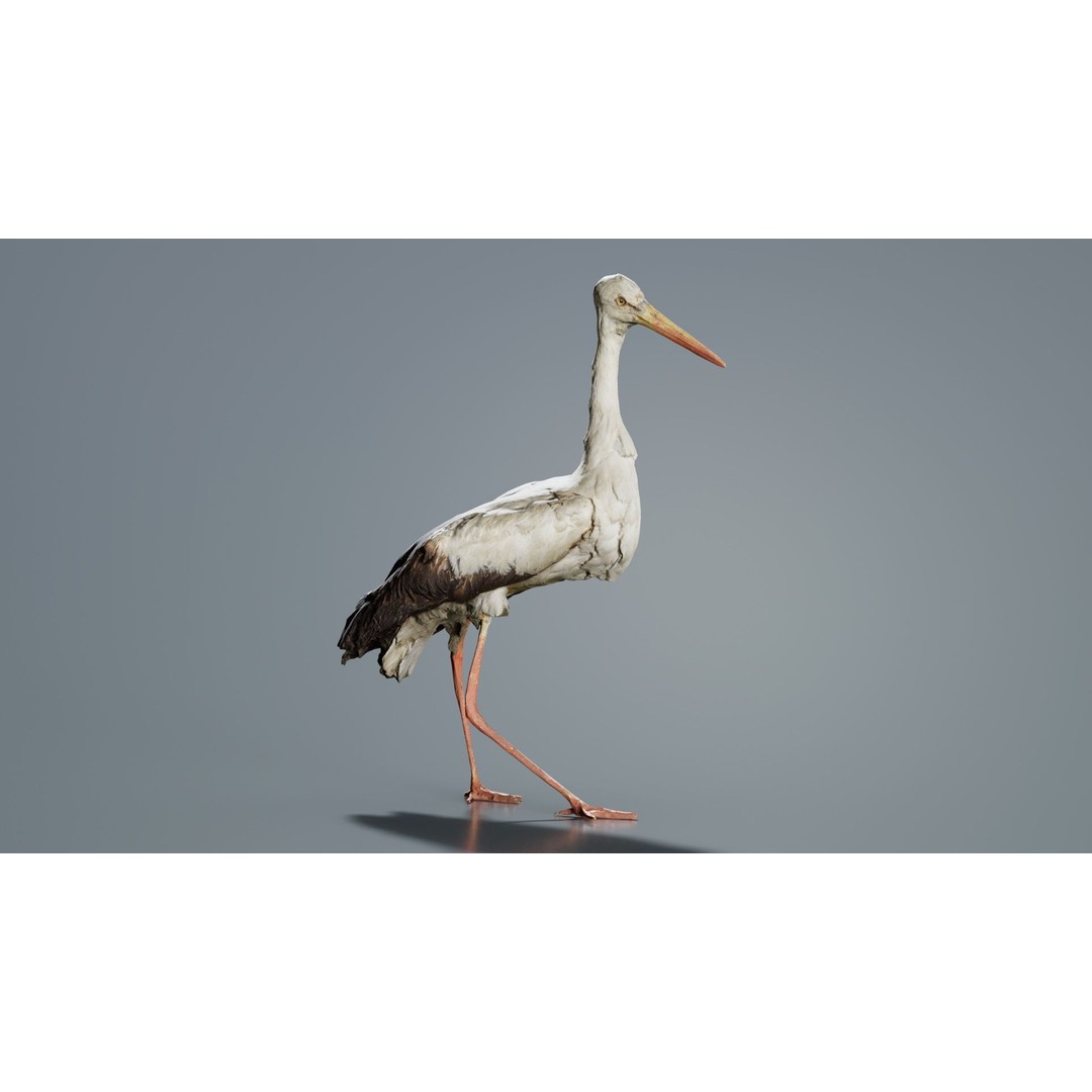 White Stork 3D Model – Low Poly Game Asset, FBX, PBR Textures - View 8