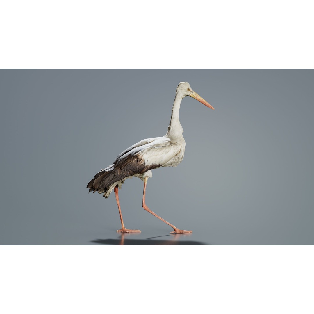 White Stork 3D Model – Low Poly Game Asset, FBX, PBR Textures - View 9