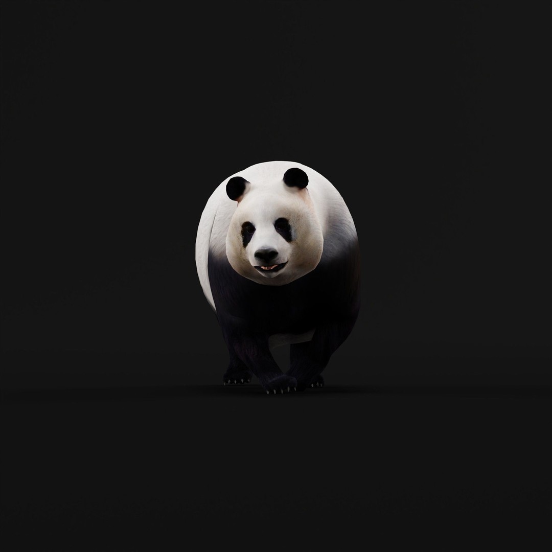 Giant Panda Bear 3D Model – High Poly Game Ready Asset, FBX, PBR
