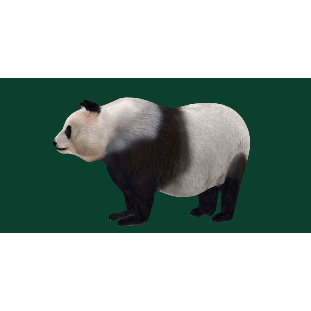Giant Panda Bear 3D Model – High Poly Game Ready Asset, FBX, PBR - View 11
