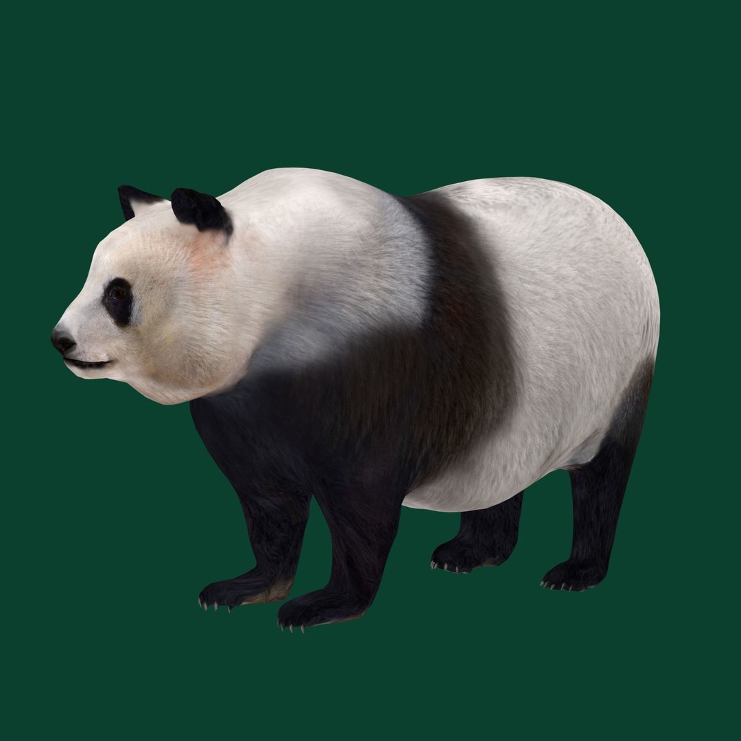 Giant Panda Bear 3D Model – High Poly Game Ready Asset, FBX, PBR - View 12