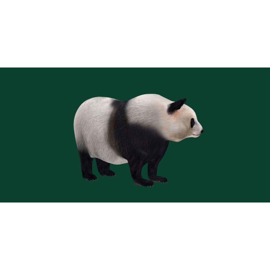 Giant Panda Bear 3D Model – High Poly Game Ready Asset, FBX, PBR - View 15