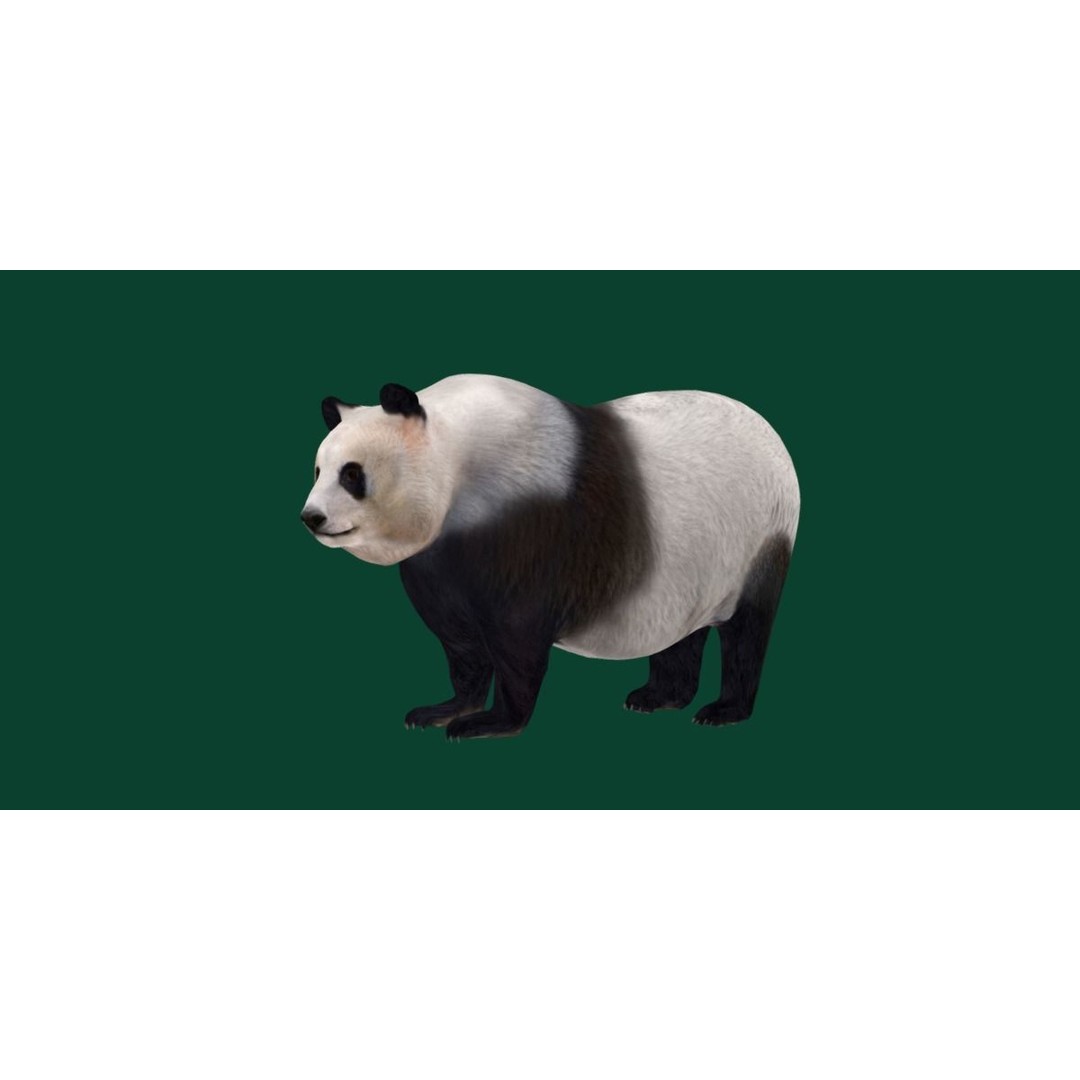 Giant Panda Bear 3D Model – High Poly Game Ready Asset, FBX, PBR - View 16