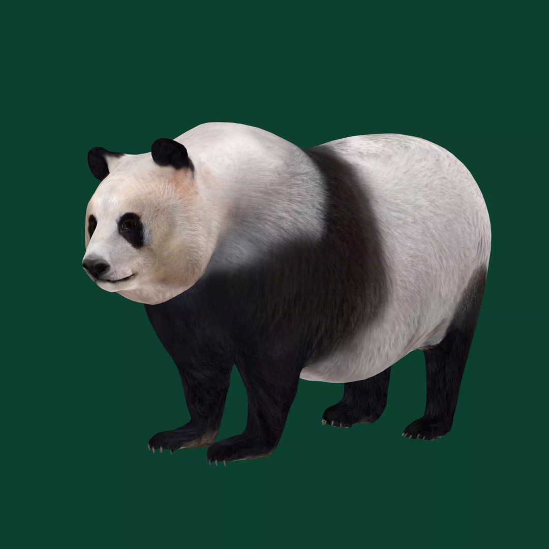 Giant Panda Bear 3D Model – High Poly Game Ready Asset, FBX, PBR - View 2