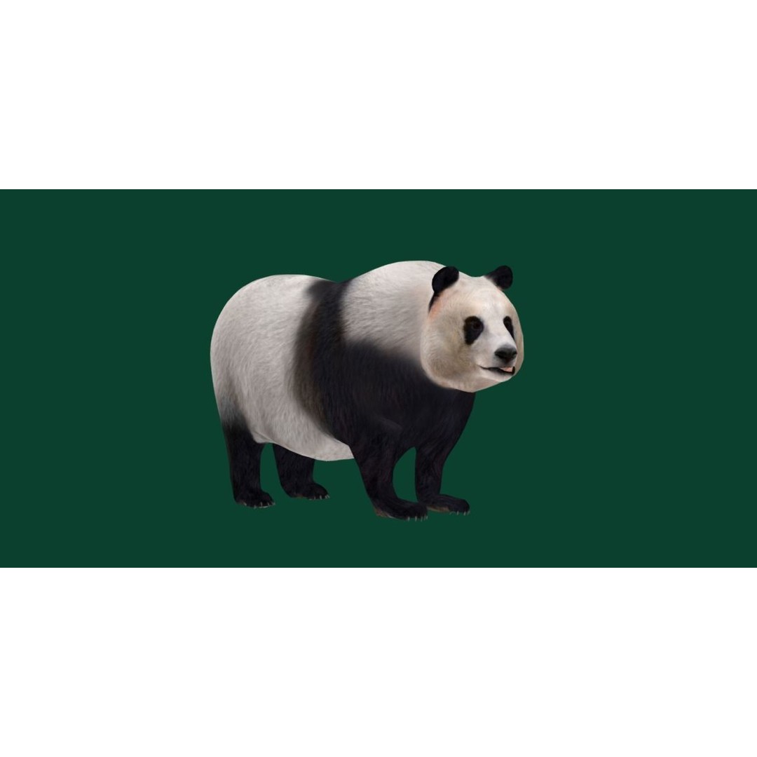 Giant Panda Bear 3D Model – High Poly Game Ready Asset, FBX, PBR - View 20