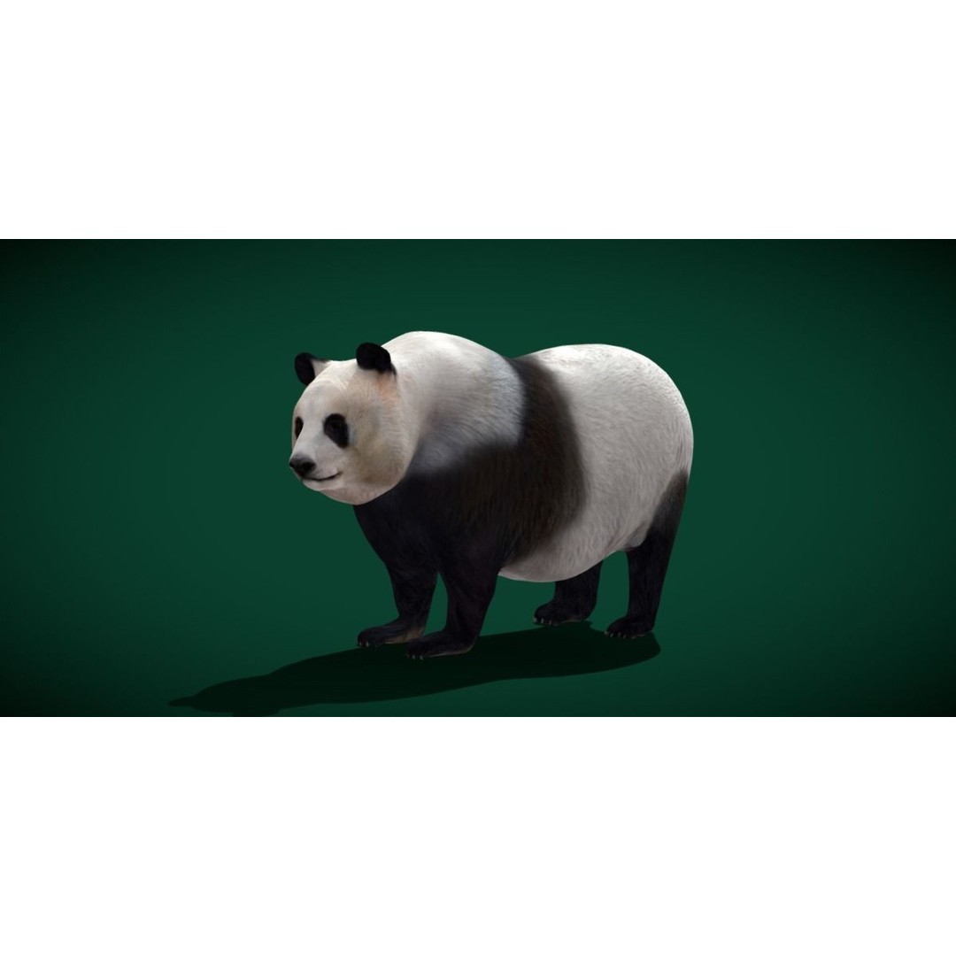 Giant Panda Bear 3D Model – High Poly Game Ready Asset, FBX, PBR - View 21