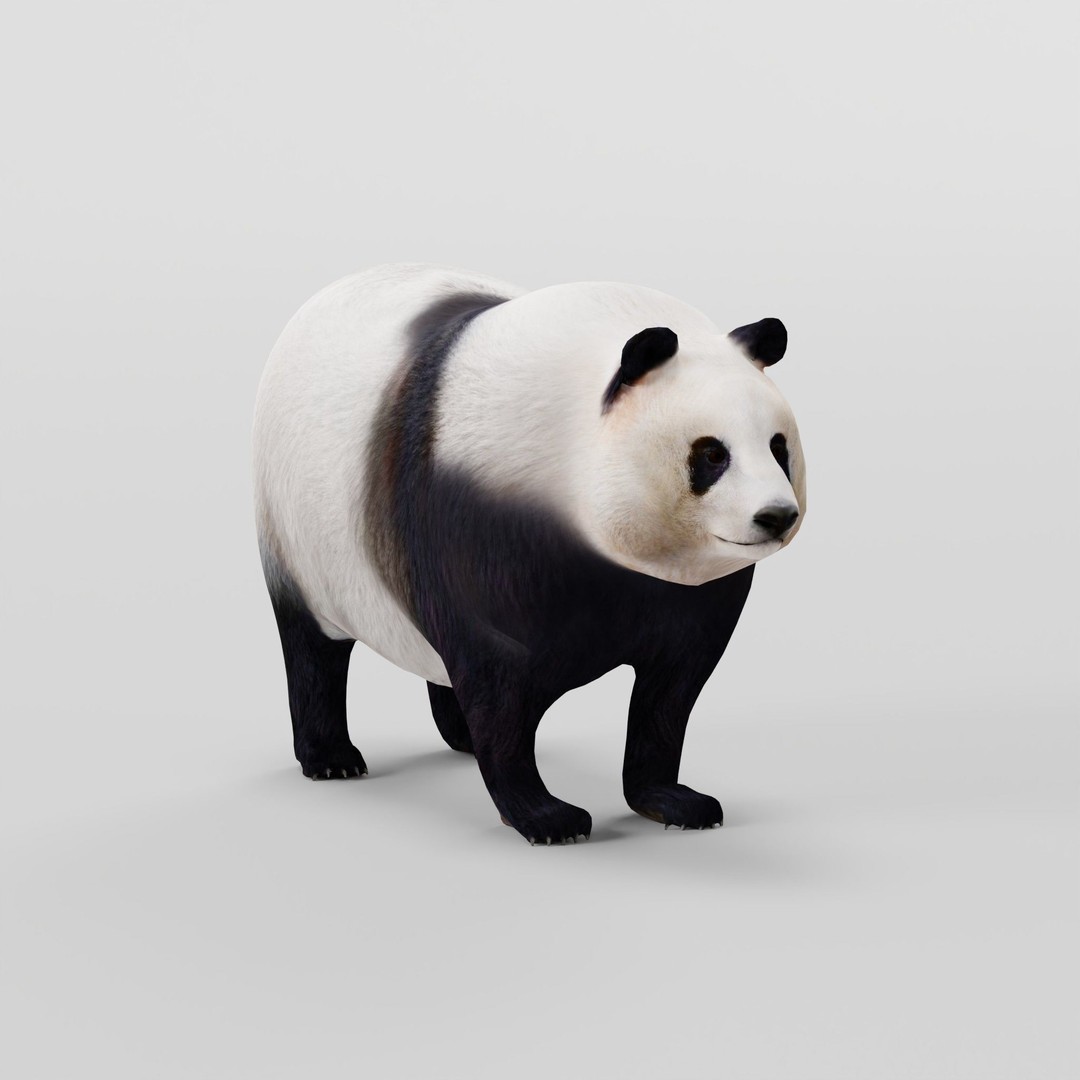Giant Panda Bear 3D Model – High Poly Game Ready Asset, FBX, PBR - View 22