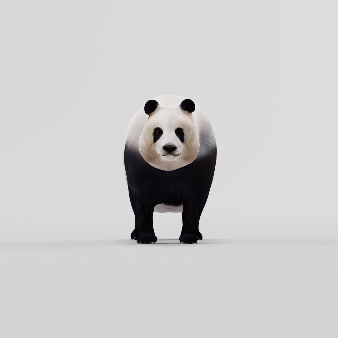 Giant Panda Bear 3D Model – High Poly Game Ready Asset, FBX, PBR - View 23