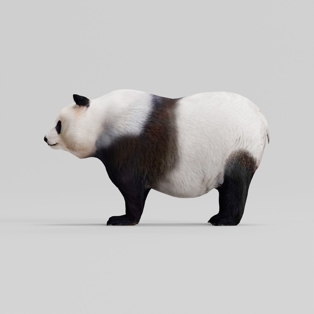 Giant Panda Bear 3D Model – High Poly Game Ready Asset, FBX, PBR - View 24
