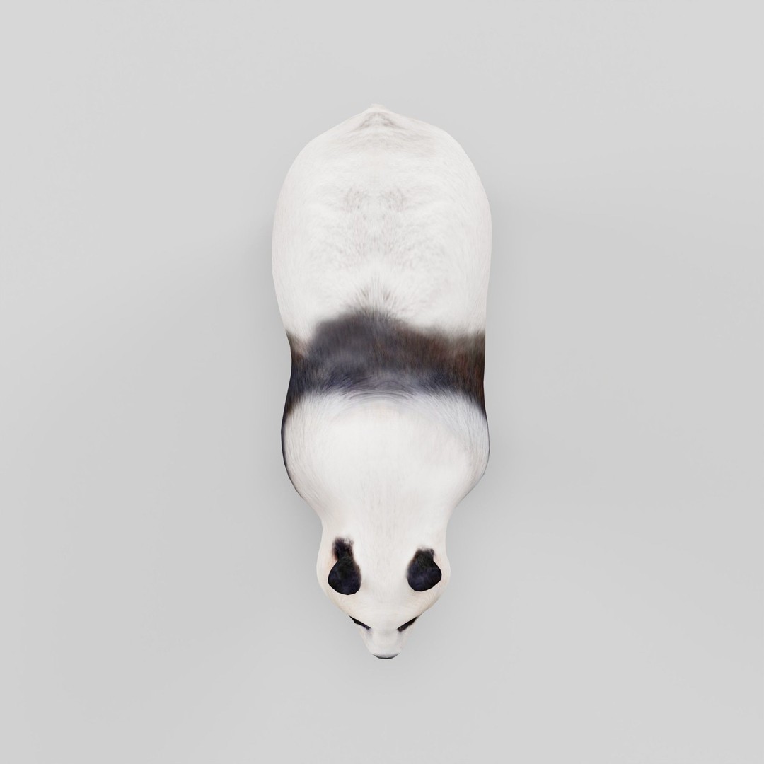 Giant Panda Bear 3D Model – High Poly Game Ready Asset, FBX, PBR - View 25