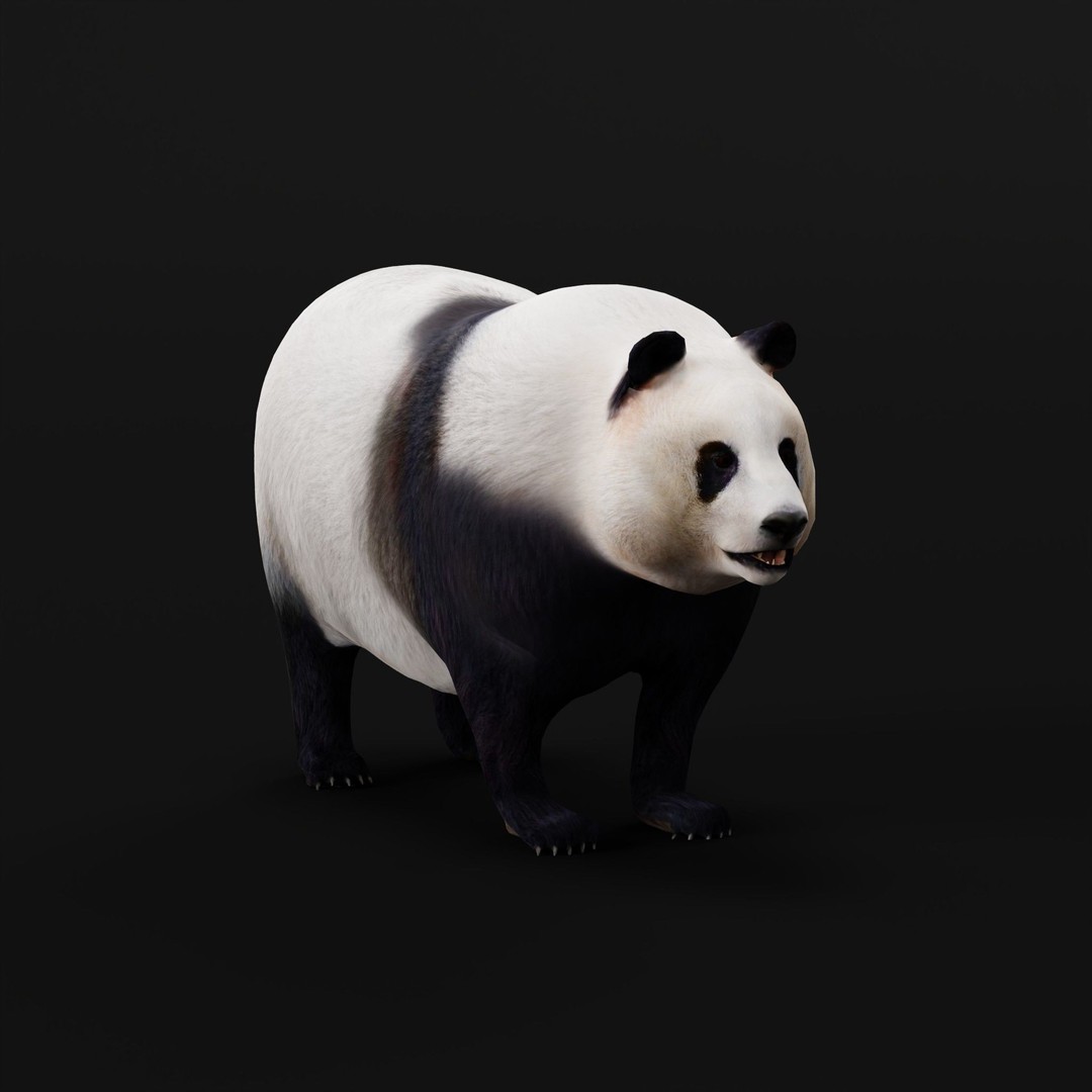 Giant Panda Bear 3D Model – High Poly Game Ready Asset, FBX, PBR - View 26